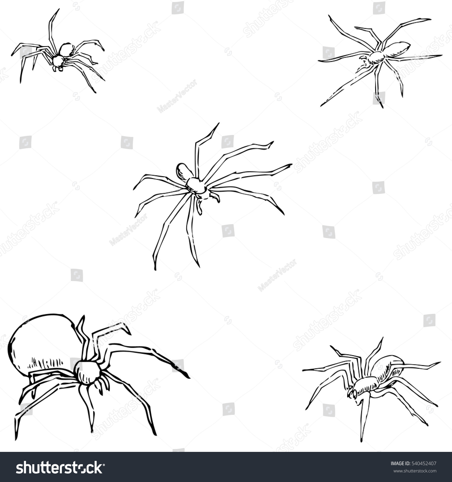 Spiders Sketch By Hand Pencil Drawing 库存矢量图免版税540452407 Shutterstock