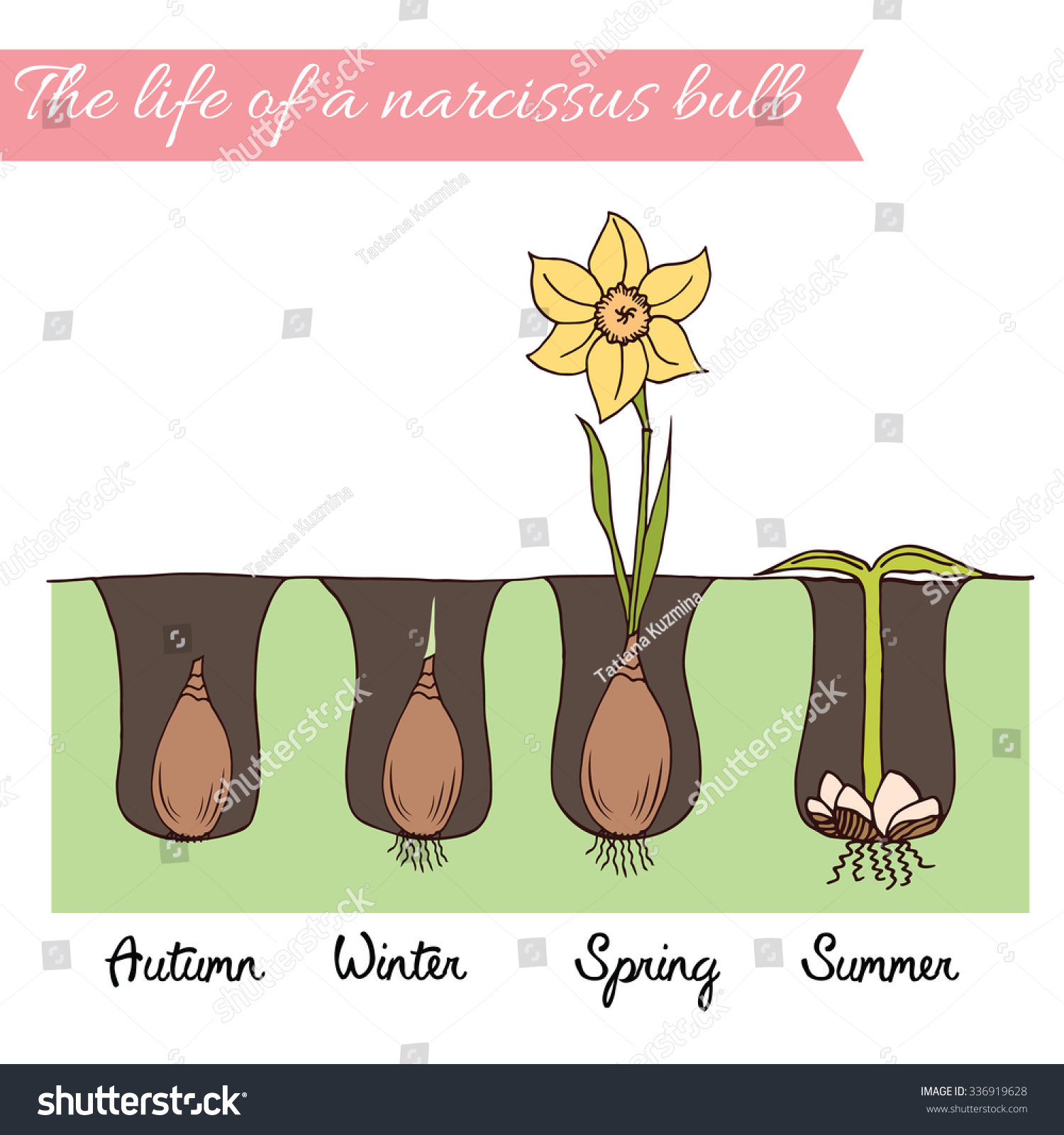 Spring Flower Bulb. Time Line - How To Growing Daffodils. Steps Of ...