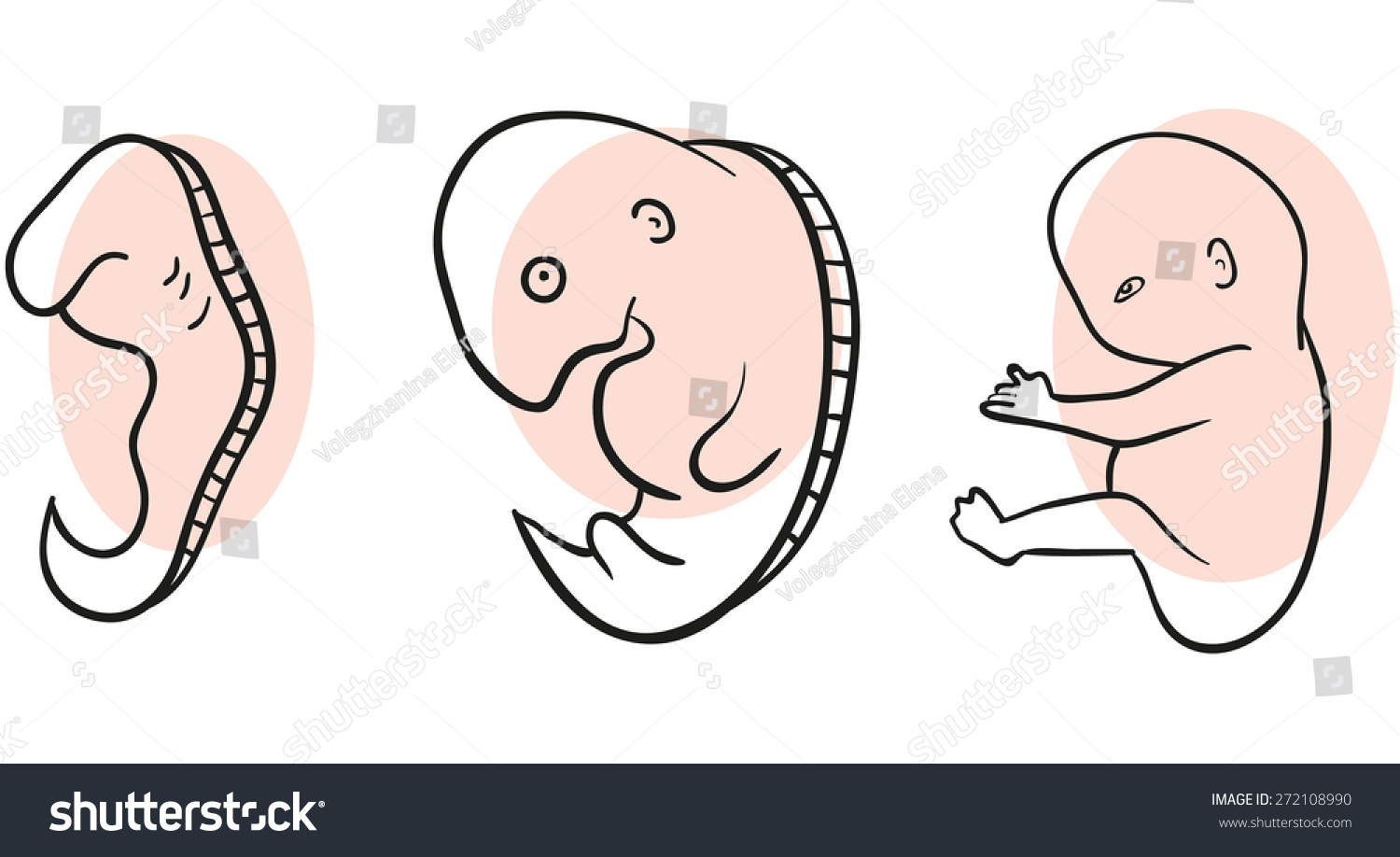 Stage Of Development Of The Human Embryo Stock Vector Illustration