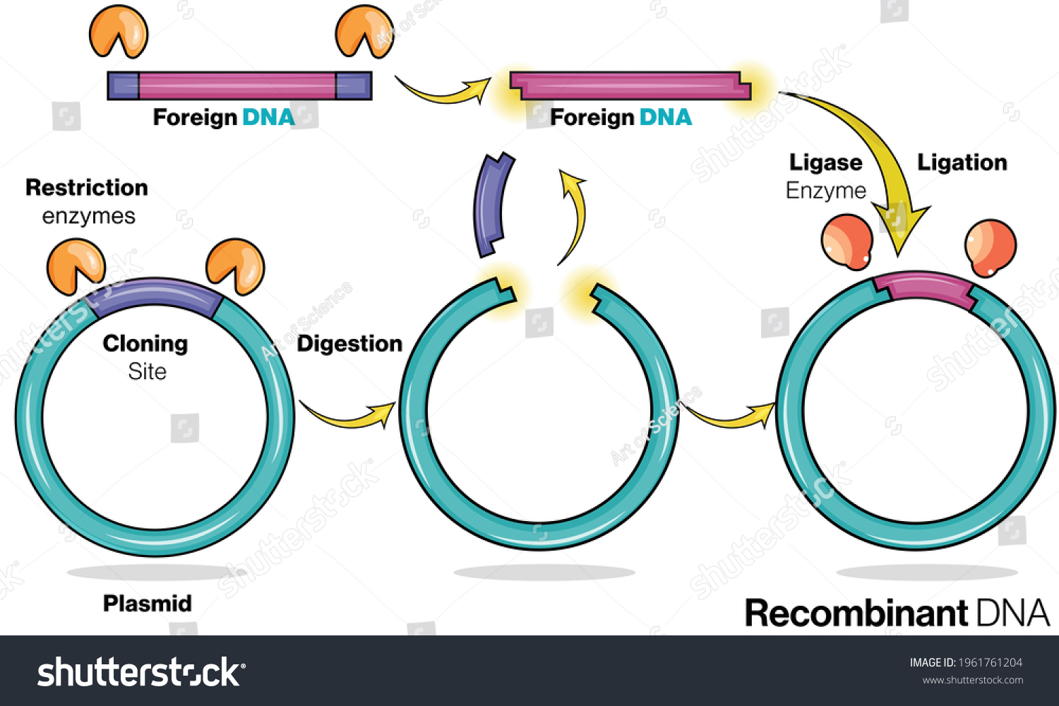 Stages Recombinant Dna Production Genetic Engineering