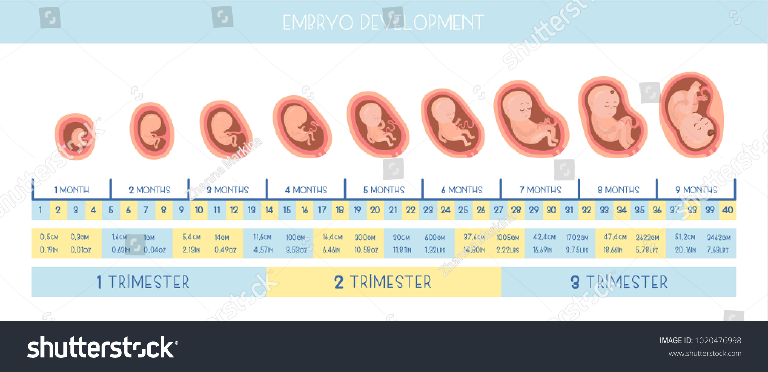 Stages Of Embryo Development Flat Royalty Free Vector Image My Xxx Hot Girl