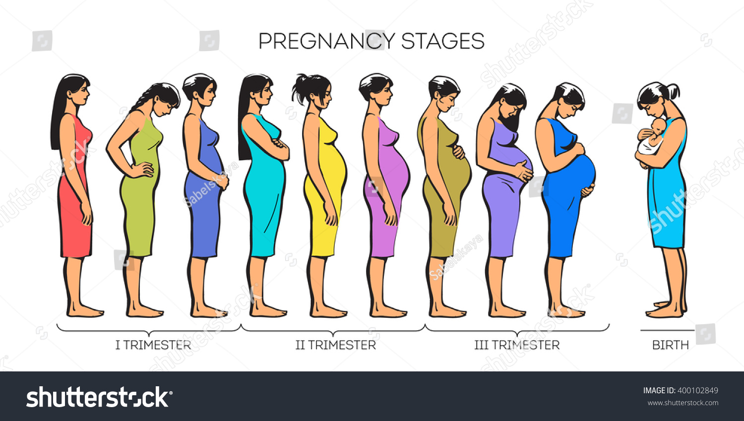 Stages Of Pregnancy Vector Image Of Stages Of Pregnancy Pregnant Woman Motherhood Trimester