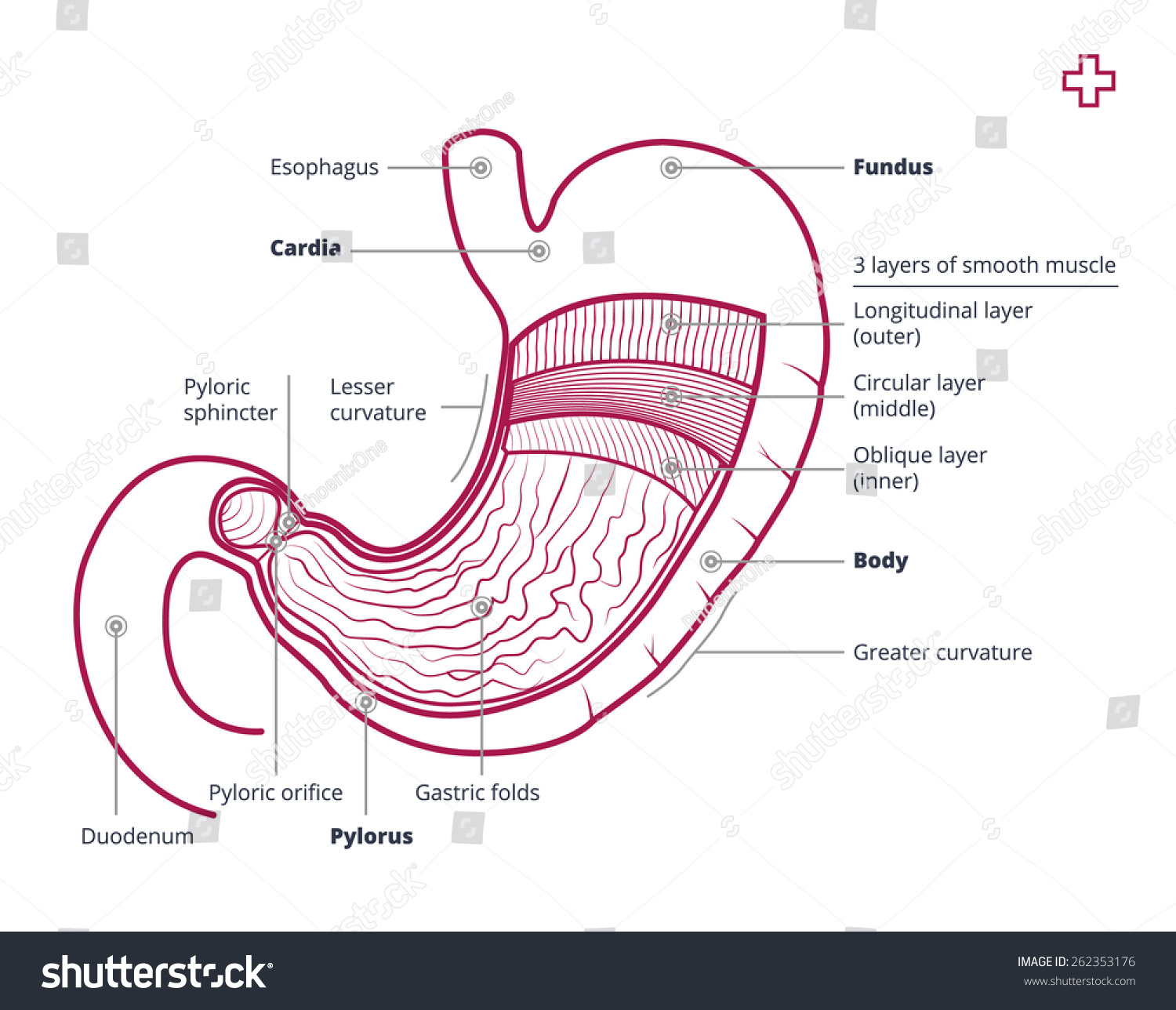 Stomach Anatomy Human Internal Digestive Organ Stock Vector 262353176