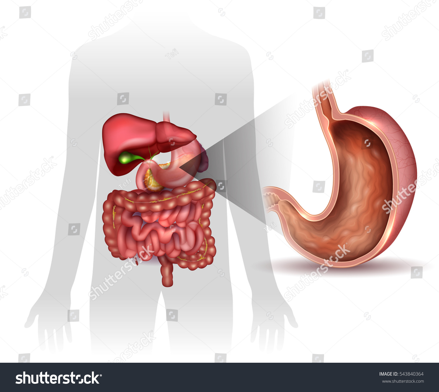 Vektor Stok Stomach Cross Section Anatomy Surrounding Organs Tanpa