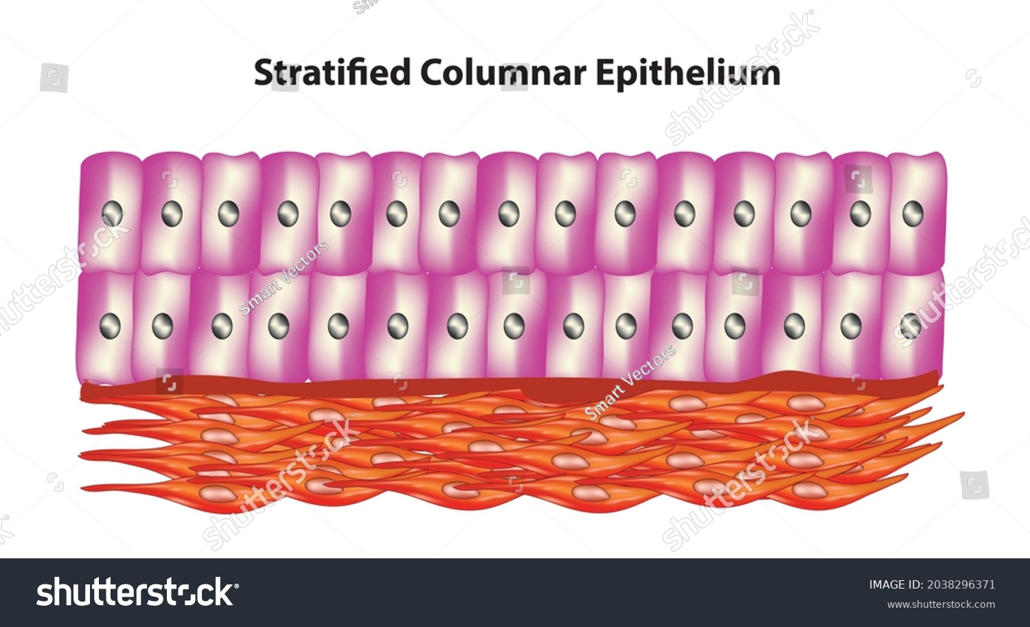 Columnar Epithelio Estratificado Tejido Epitelial Vector De Stock 23920