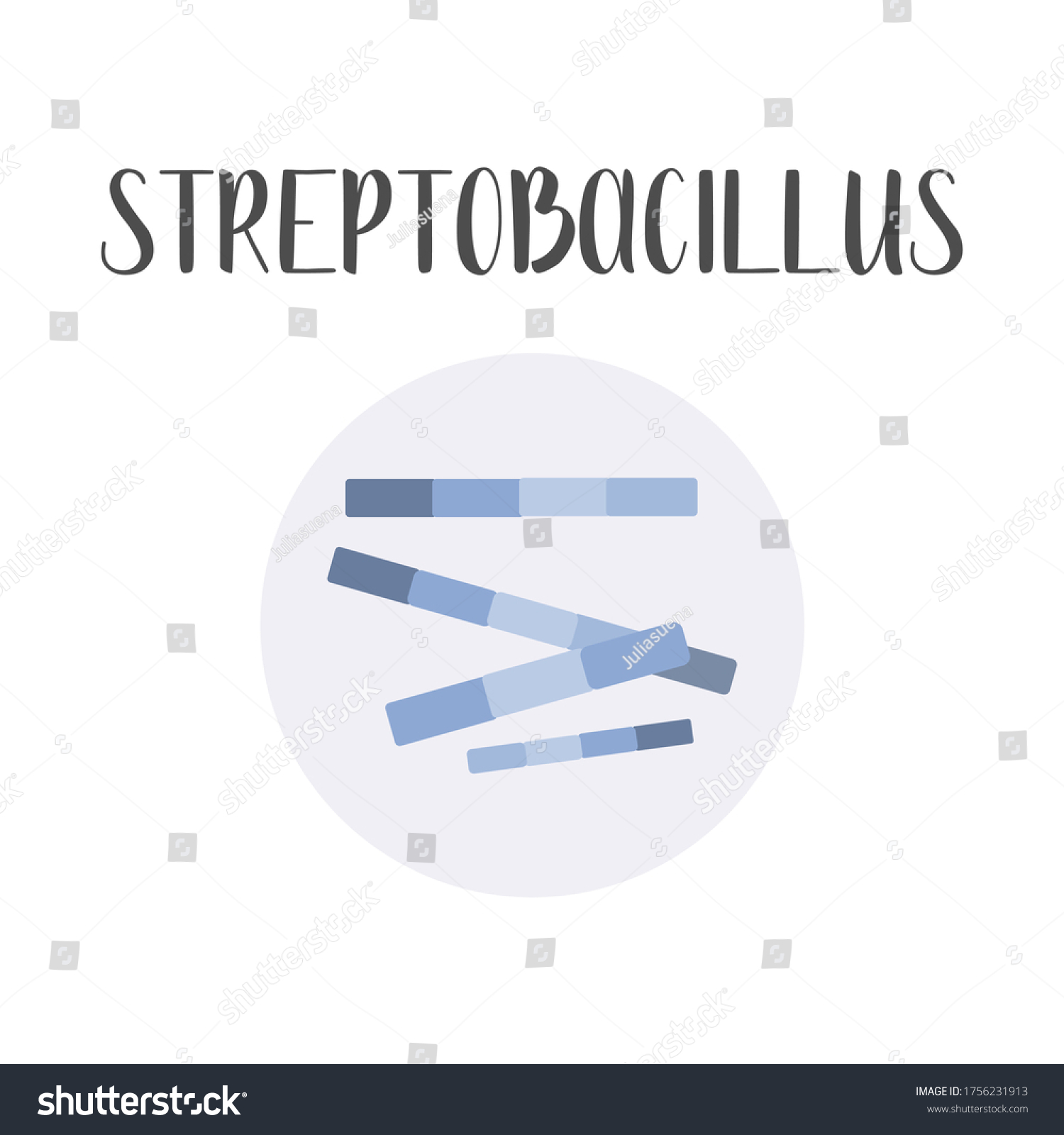 Streptobacillus Bacteria Classification Rodshaped Shapes Bacteria