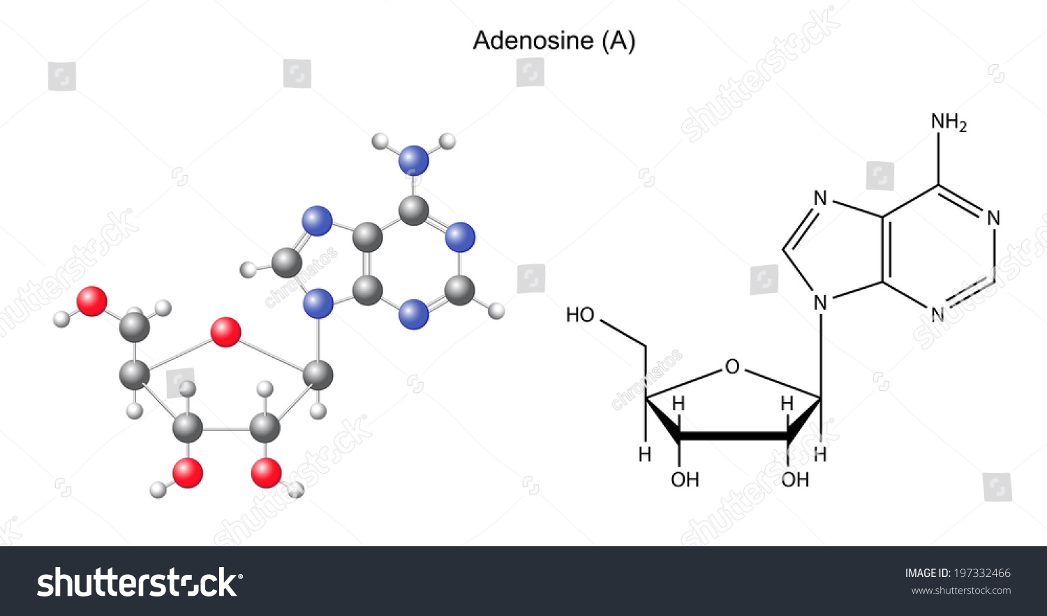 Structural Chemical Formula And Model Of Adenosine D And D