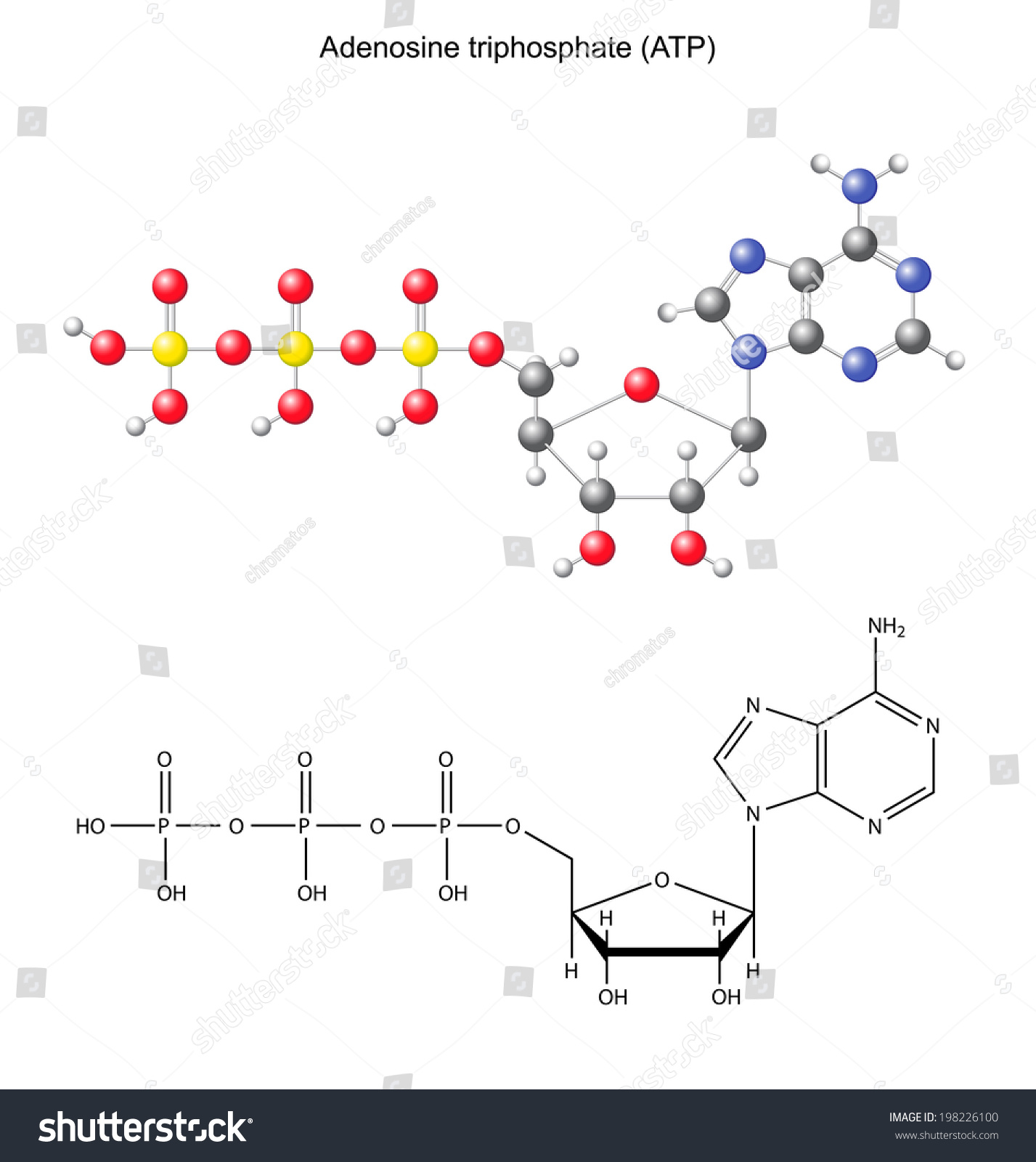 Structural Chemical Formula And Model Of Adenosine Triphosphate Atp