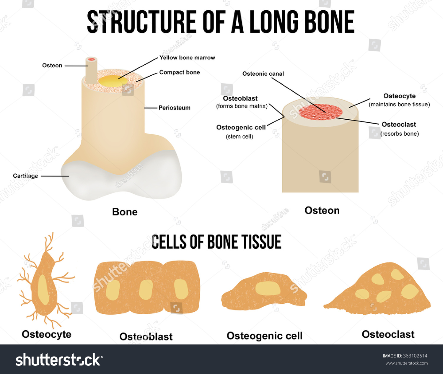 What is bone tissue made up of? - proquestyamaha.web.fc2.com