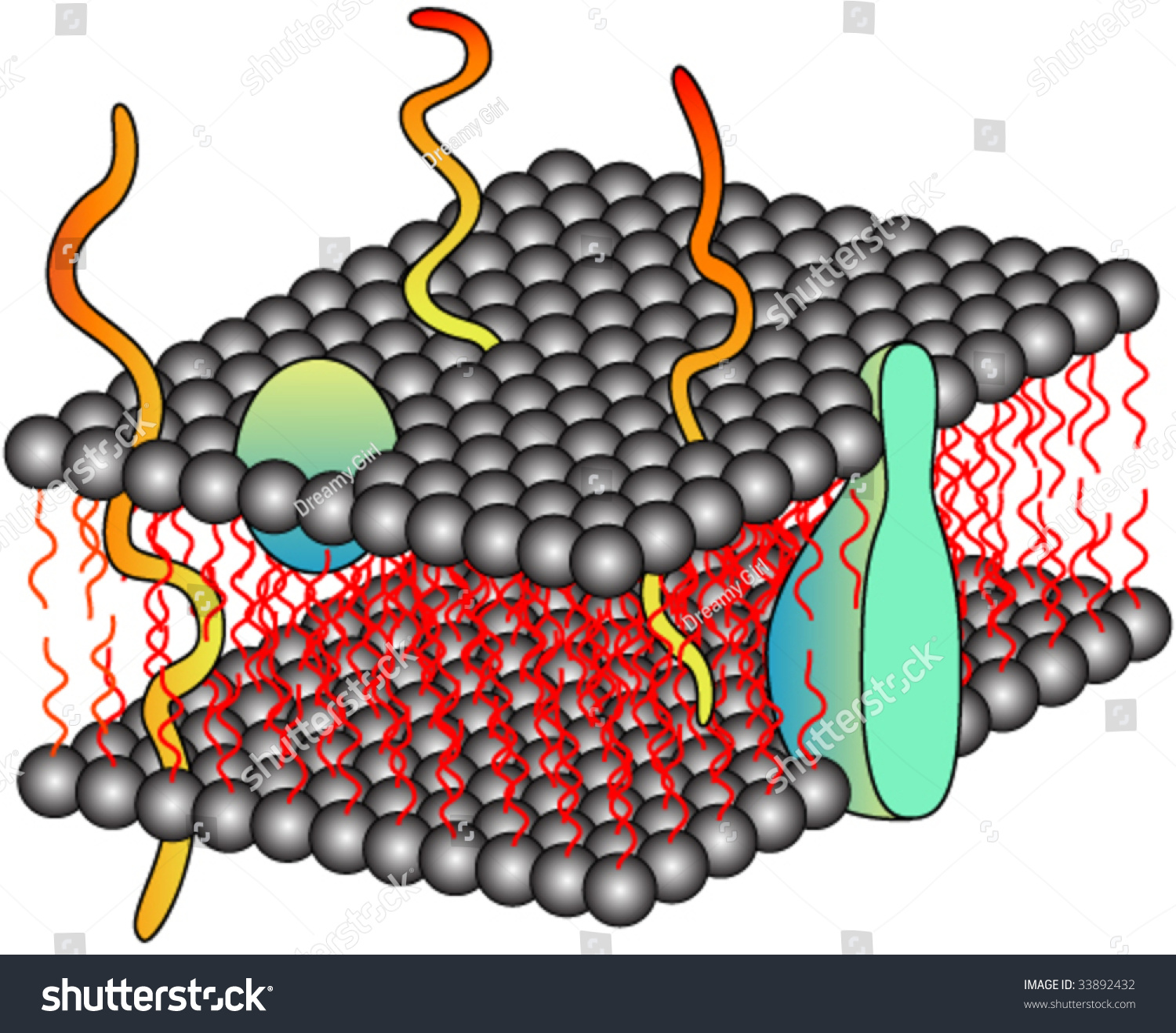 Structure Of Cell Membrane Fluid Mosaic Model Stock Vector