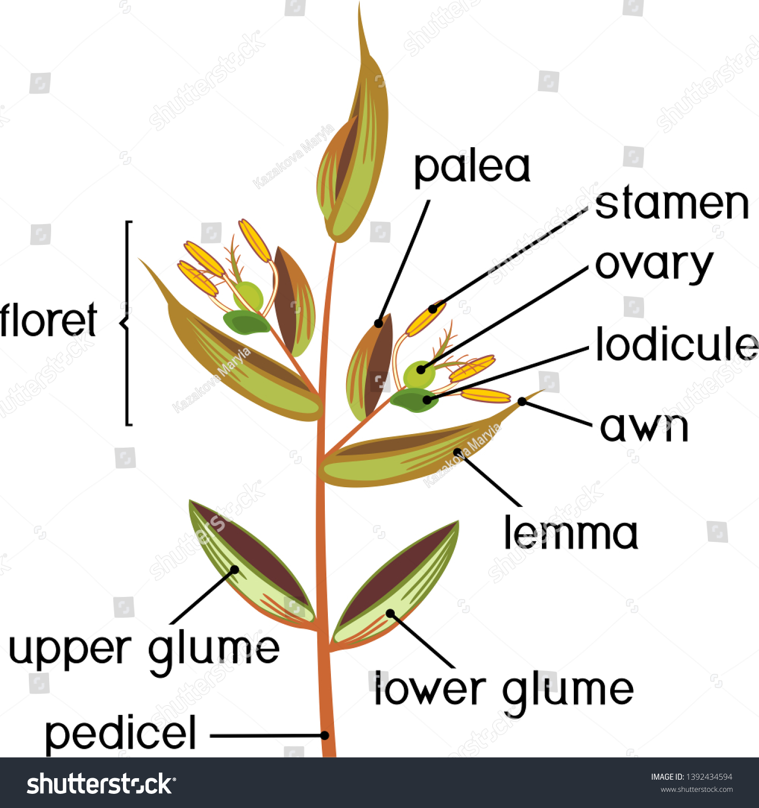 Structure Grass Spikelet Diagram Portion Grass Stock Vector Royalty