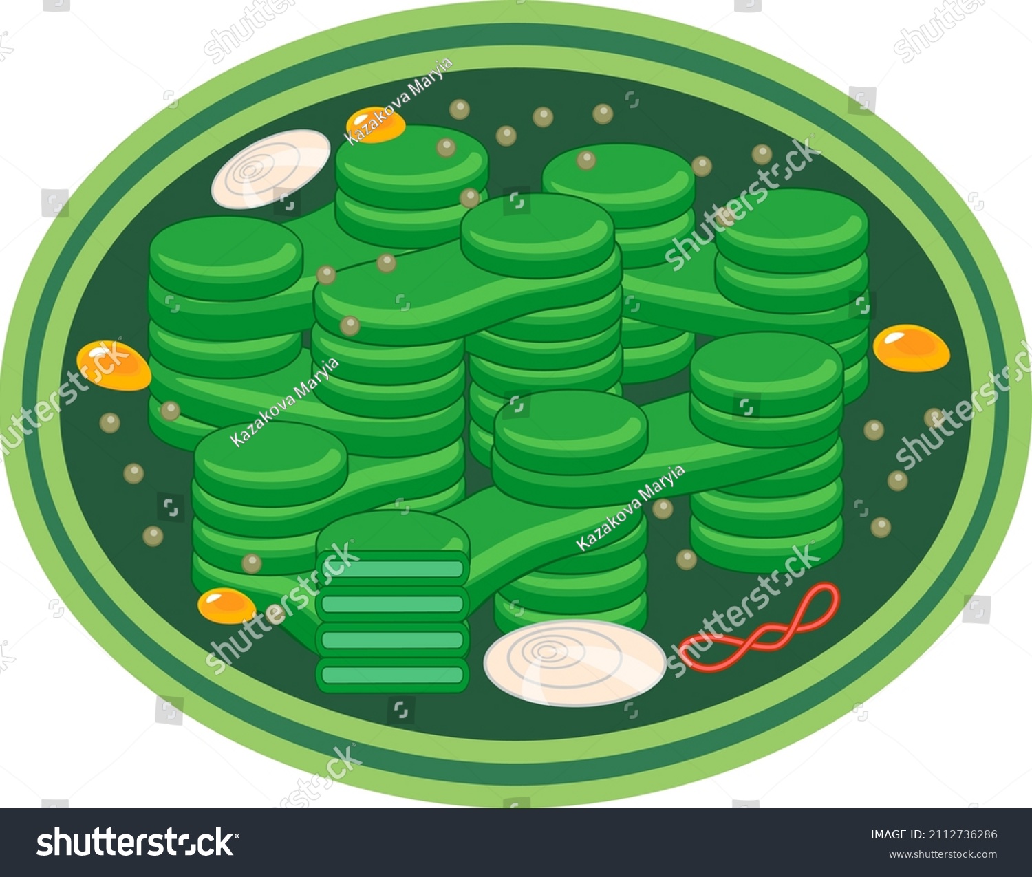 Structure Higherplant Chloroplast Isolated On White Stock Vector