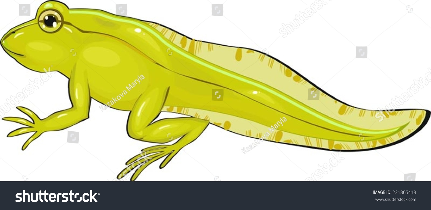 tadpole with legs clipart - photo #8