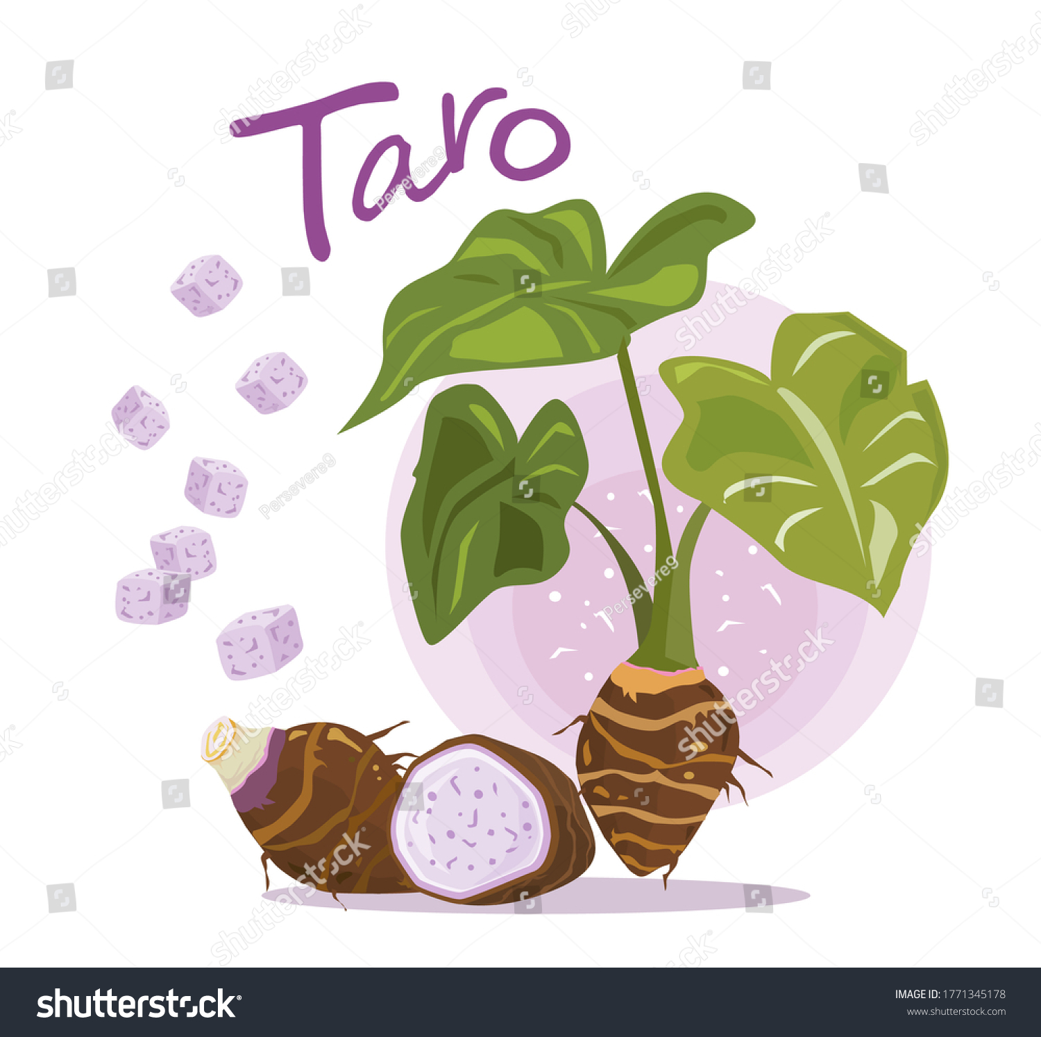 Taro Plant Taro Sliced Half Square Stock Vector Royalty Free