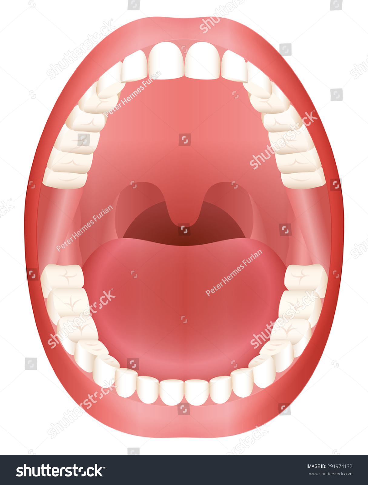 Model Of Mouth 33