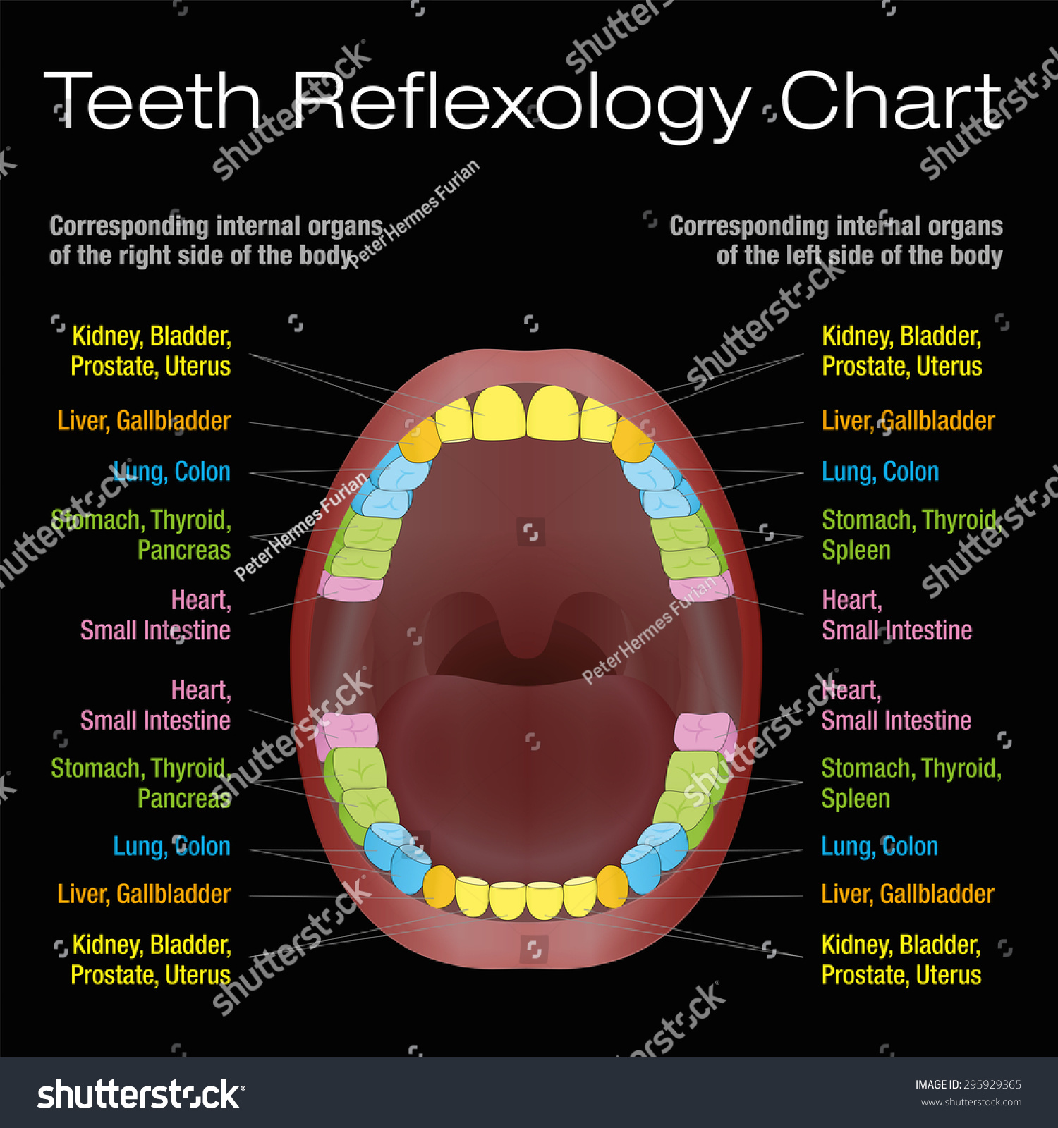 teeth-reflexology-chart-alternative-dental-health-care-of-permanent-teeth-and-their