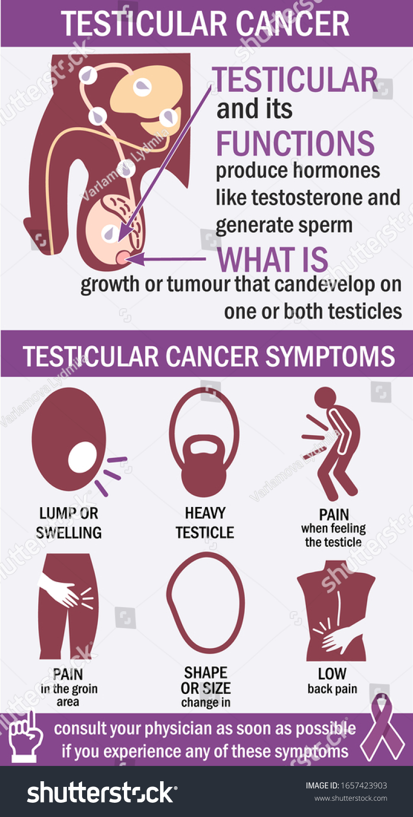 Testicular Cancer Infographics Male Anatomy Testicular Stock Vektor Royaltyfri