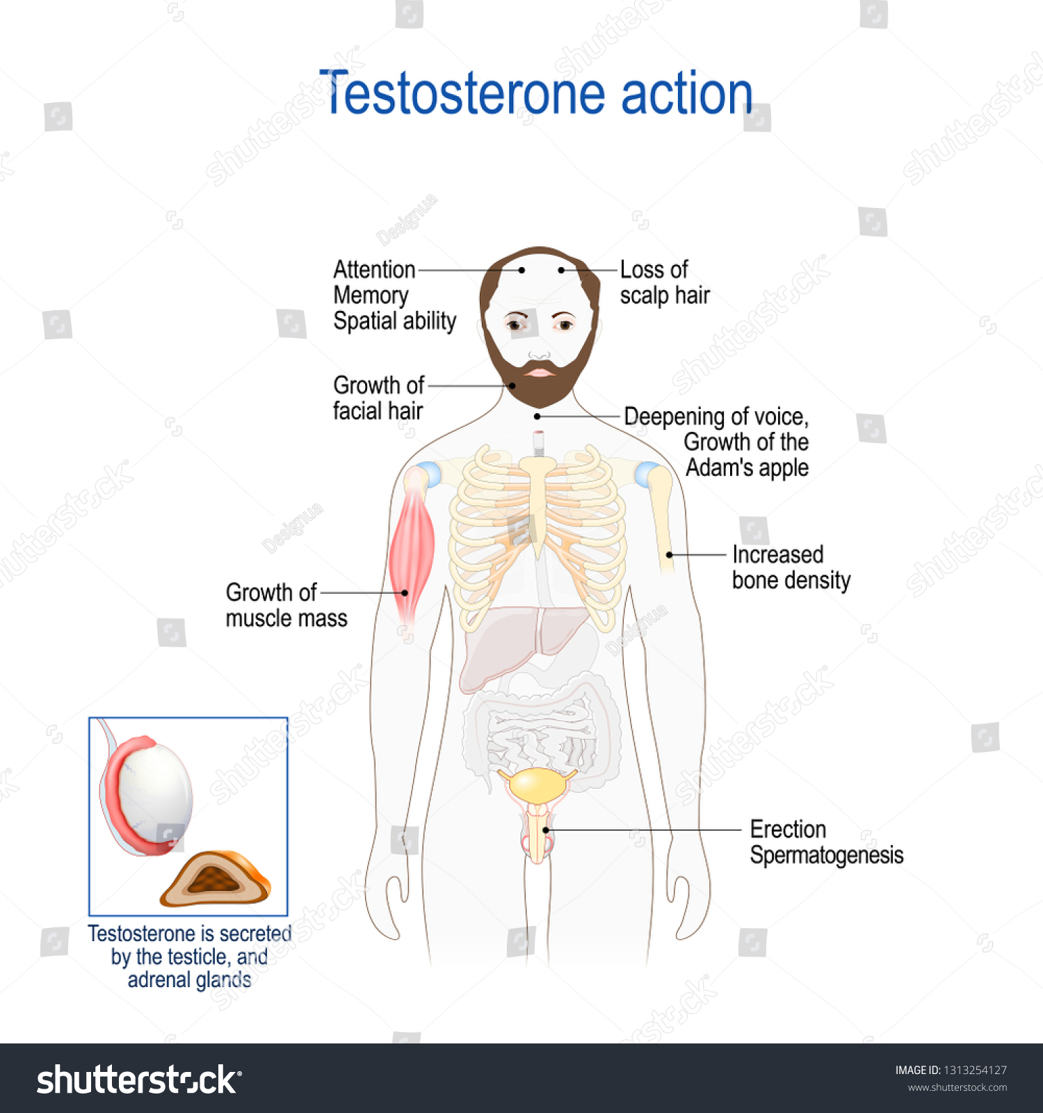 Testosterone Action Primary Male Sex Hormone Stock Vector Royalty Free