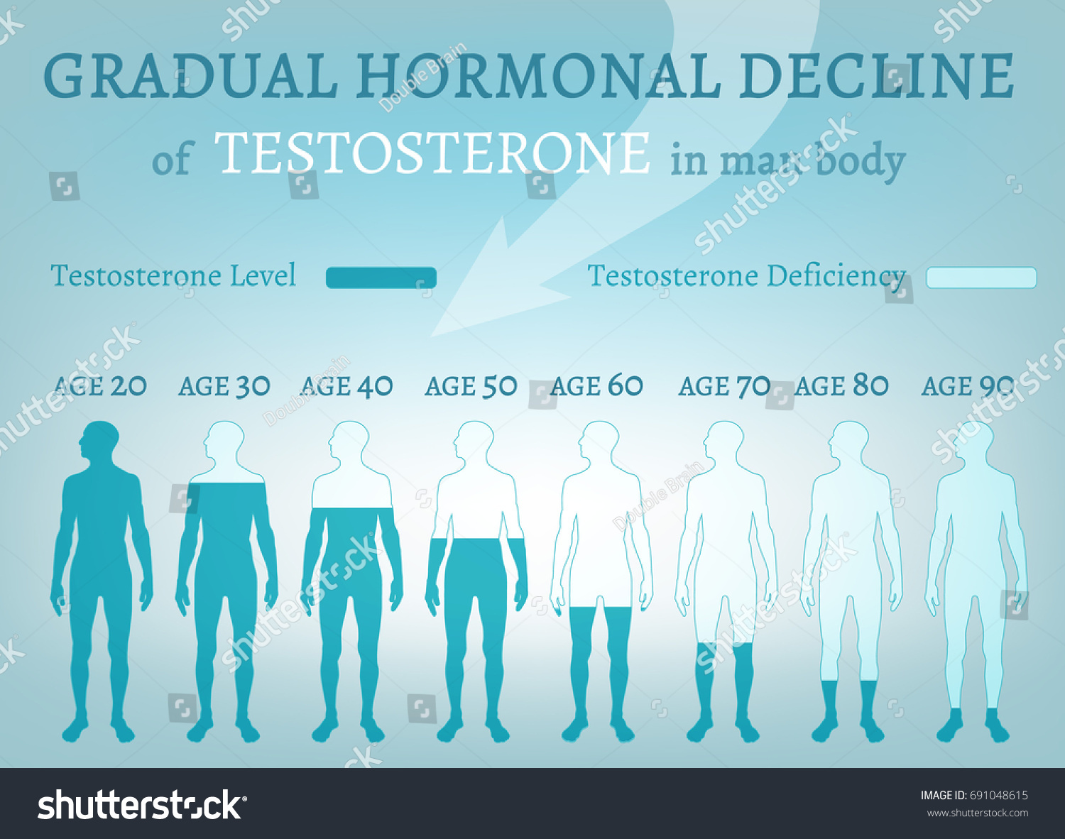 Testosterone Hormone Level Beautiful Medical Vector Stock Vector