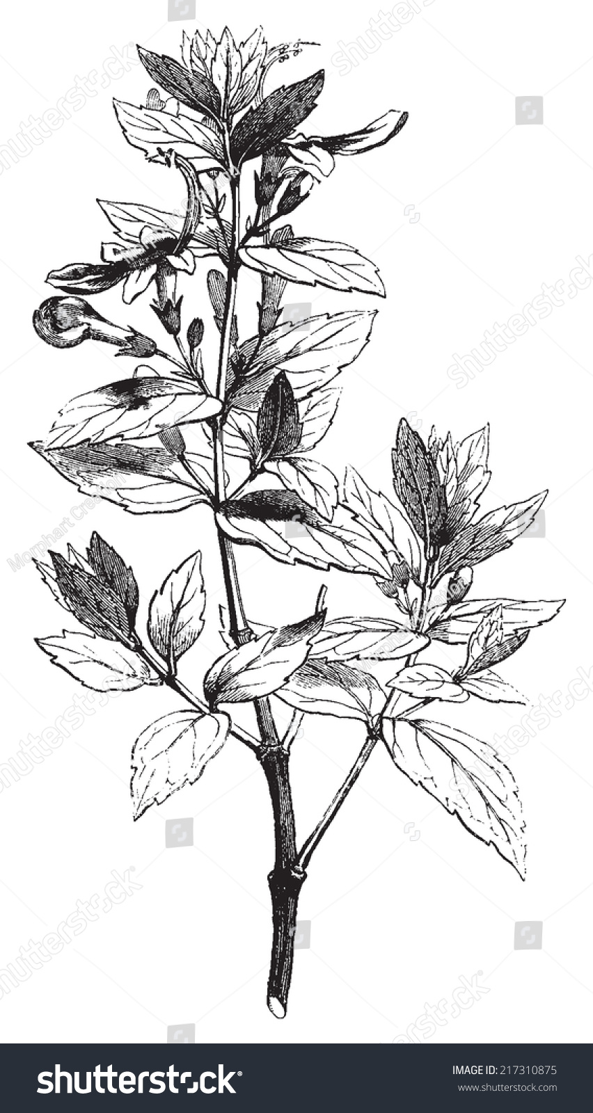 Teucrium Germanders Vintage Engraved Illustration Le เวกเตอรสตอก