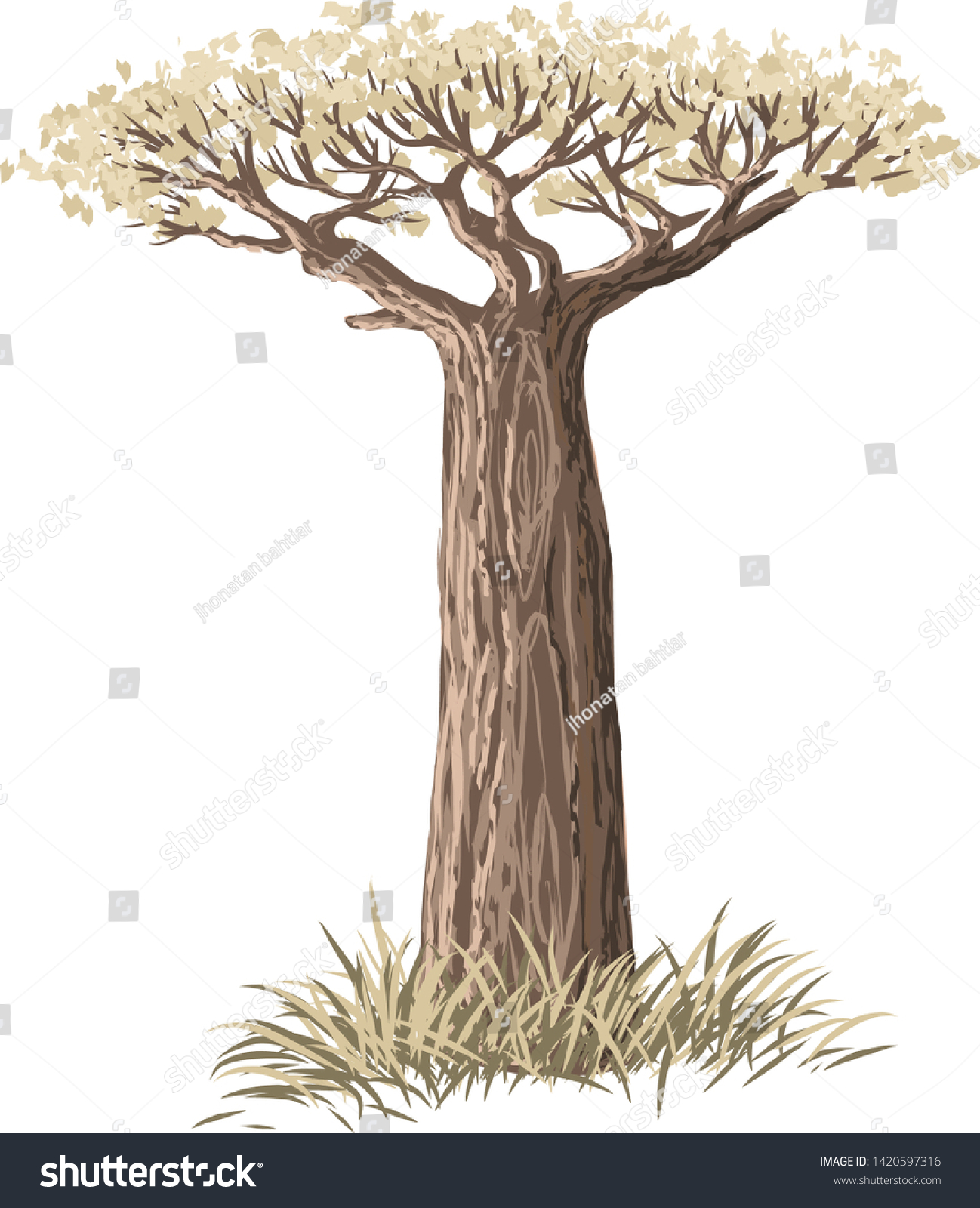 Baobab Tree Africas Iconic Tree Life Stock Vector Royalty Free 8928