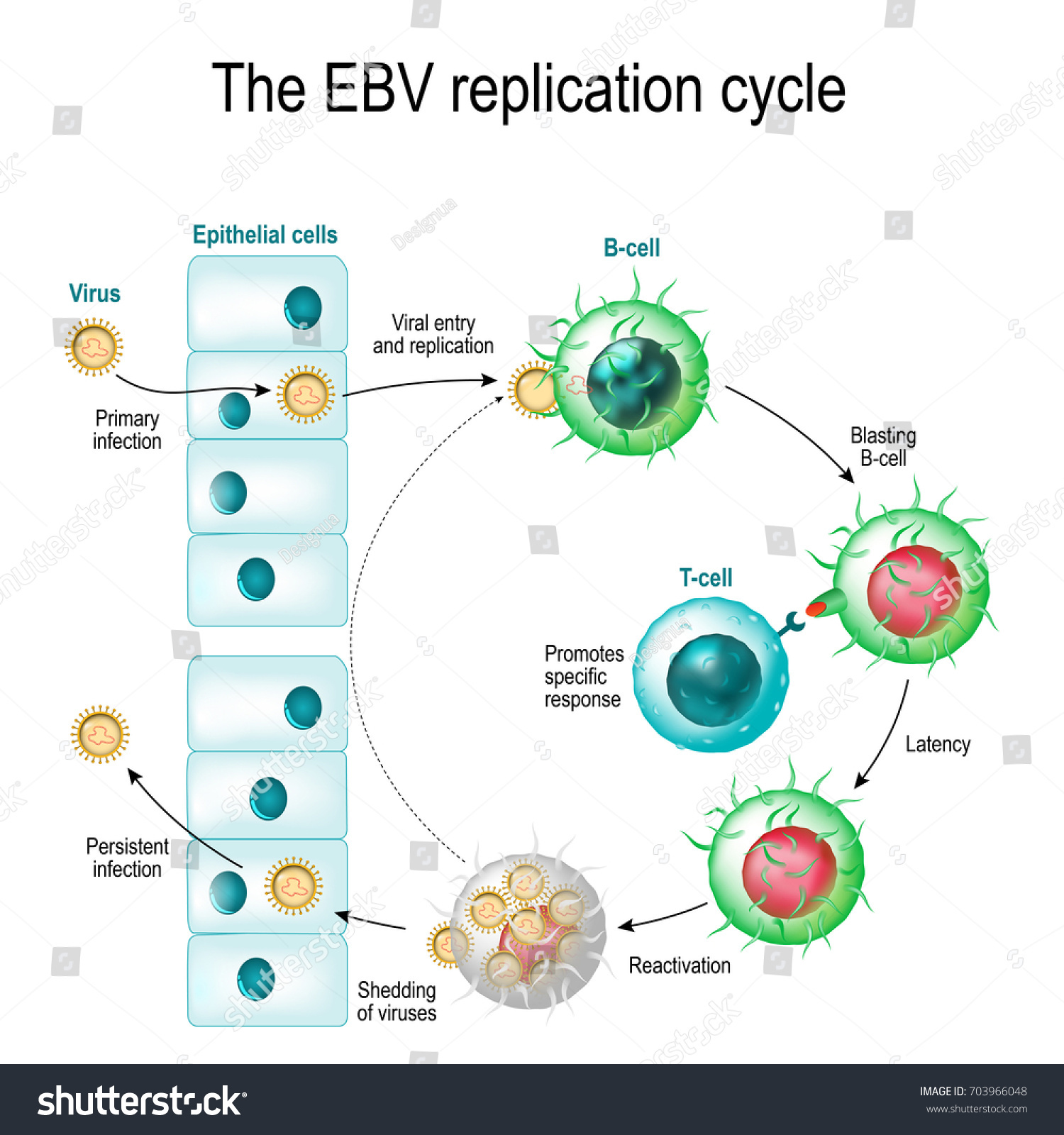 Ciclo De Replicaci N Del Virus Epstein Barr Vector De Stock Libre De