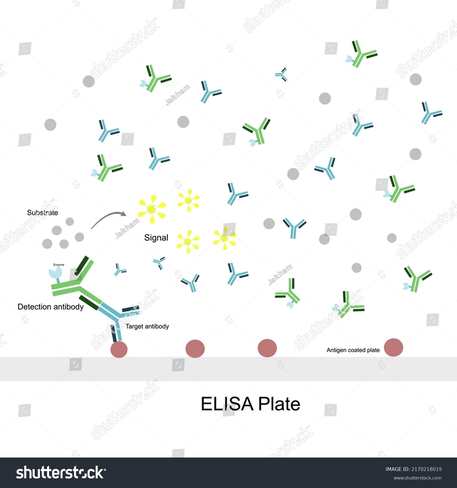 General Principle Indirect Elisa Detecting Target Stock Vector Royalty