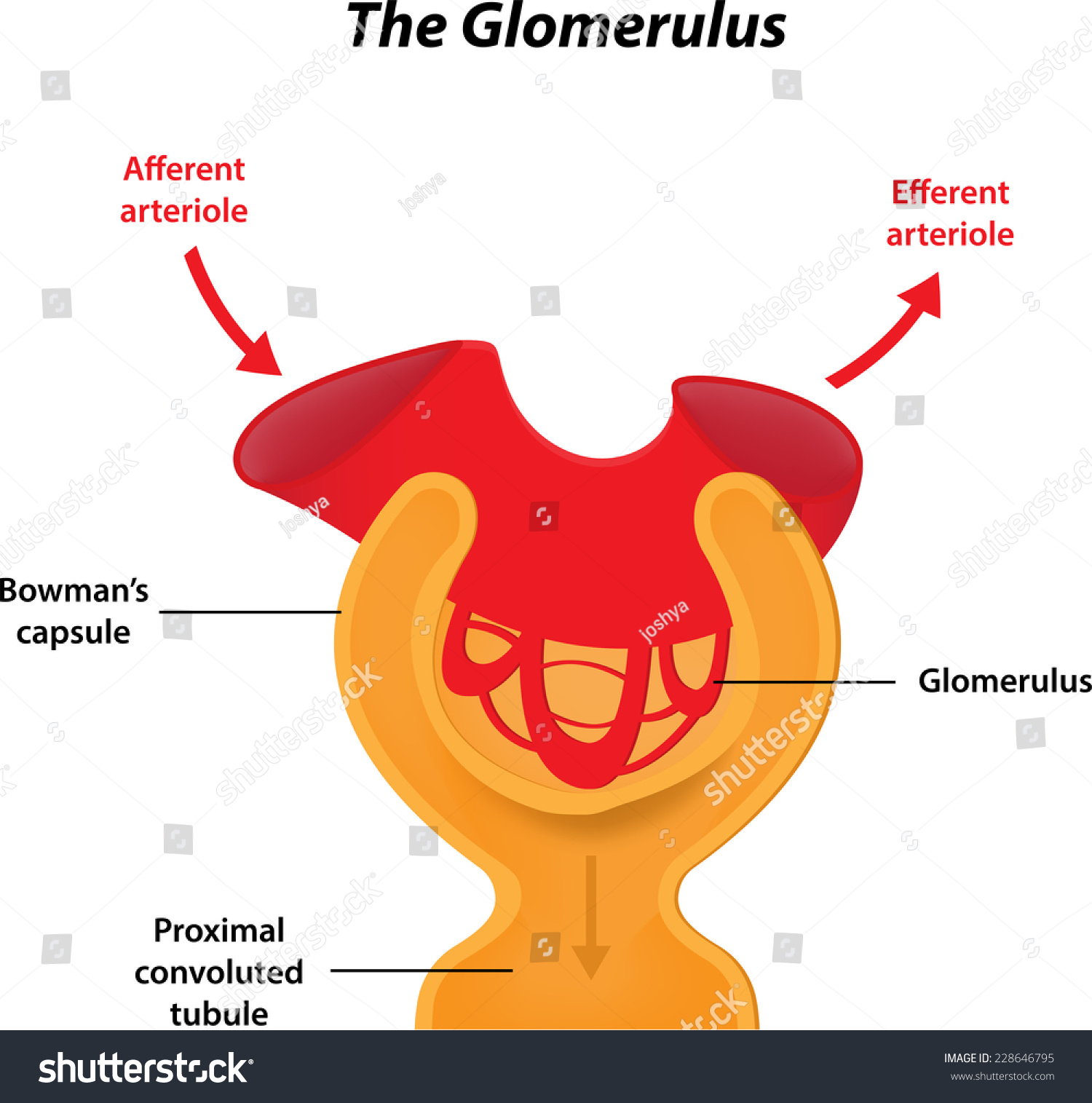 Glomerulus Labeled Diagram Stock Vector 228646795