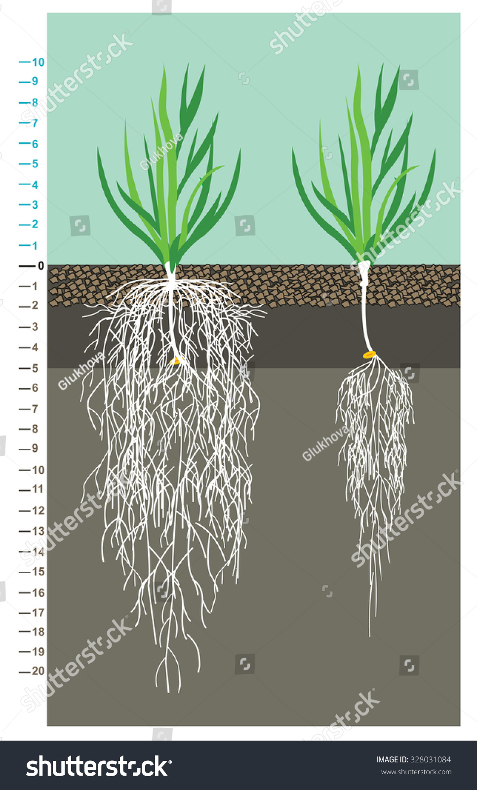 The Grain Of Wheat Root System Comparing The Root System Under Good