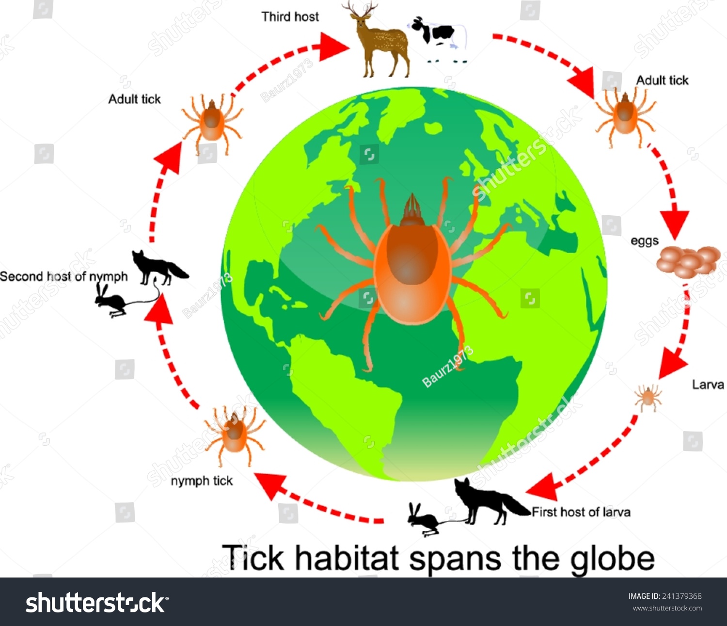 Life Cycle Of A Tick Diagram