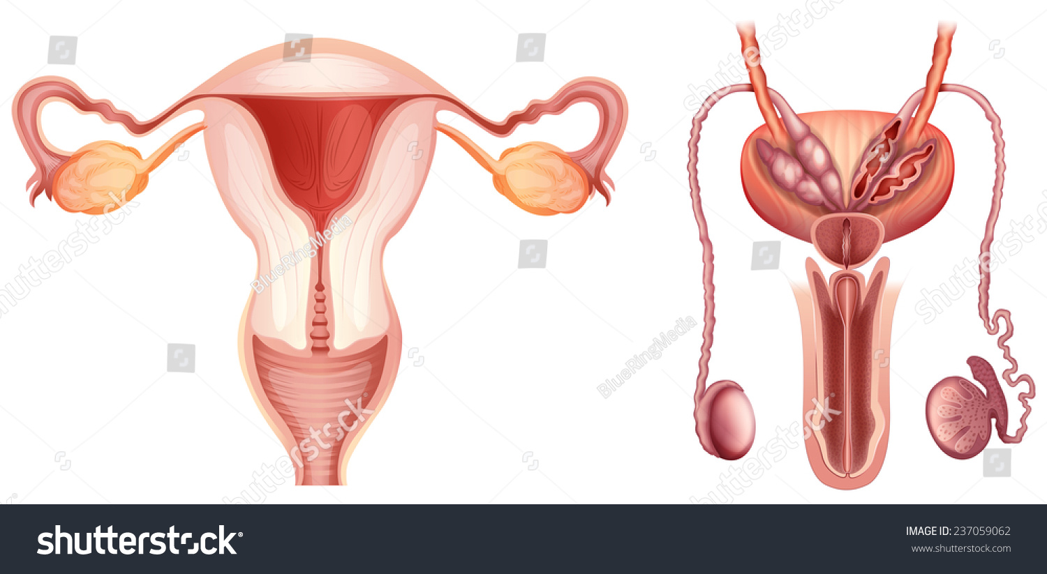 human reproductive system male and female