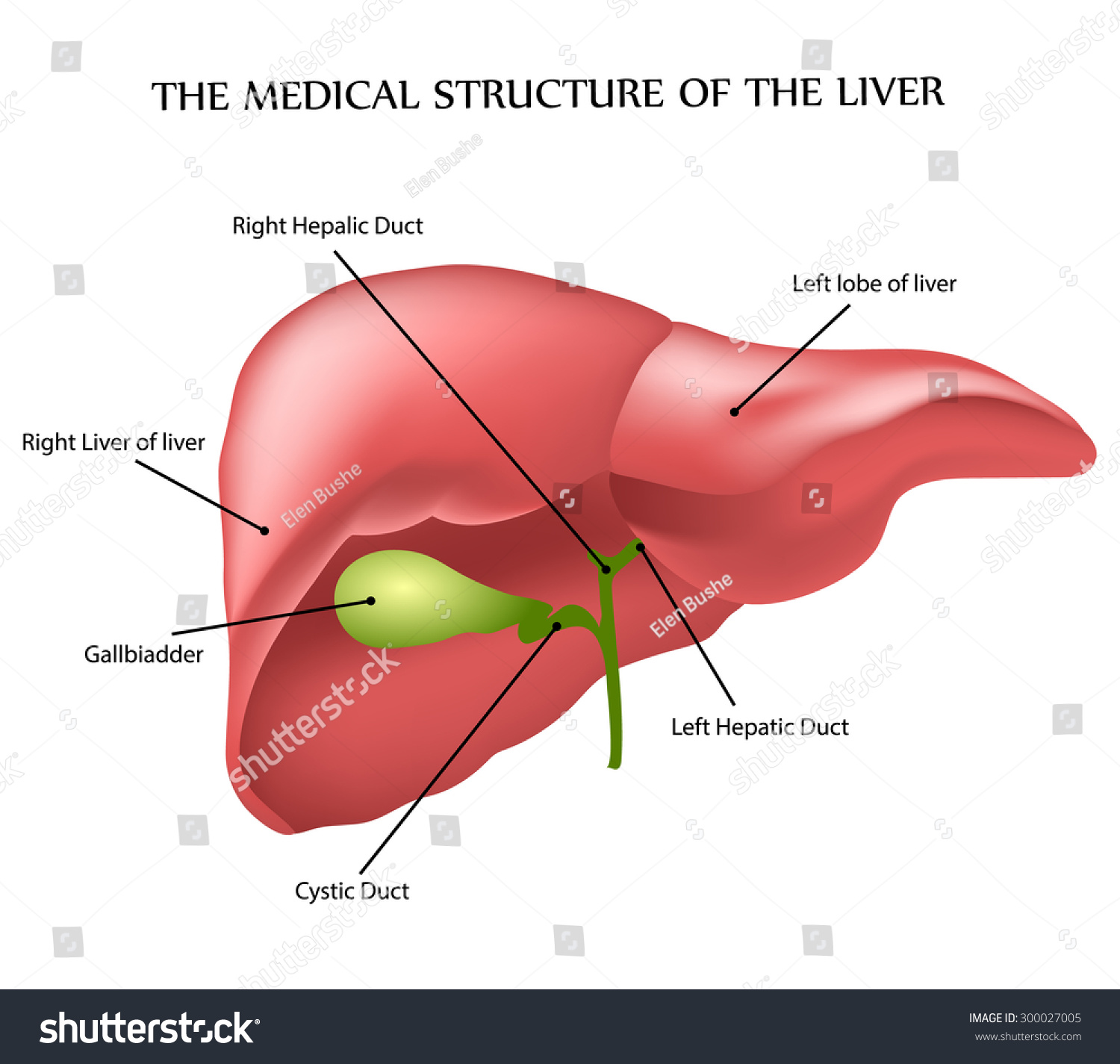 The Medical Structure Of The Liver Stock Vector 300027005 : Shutterstock