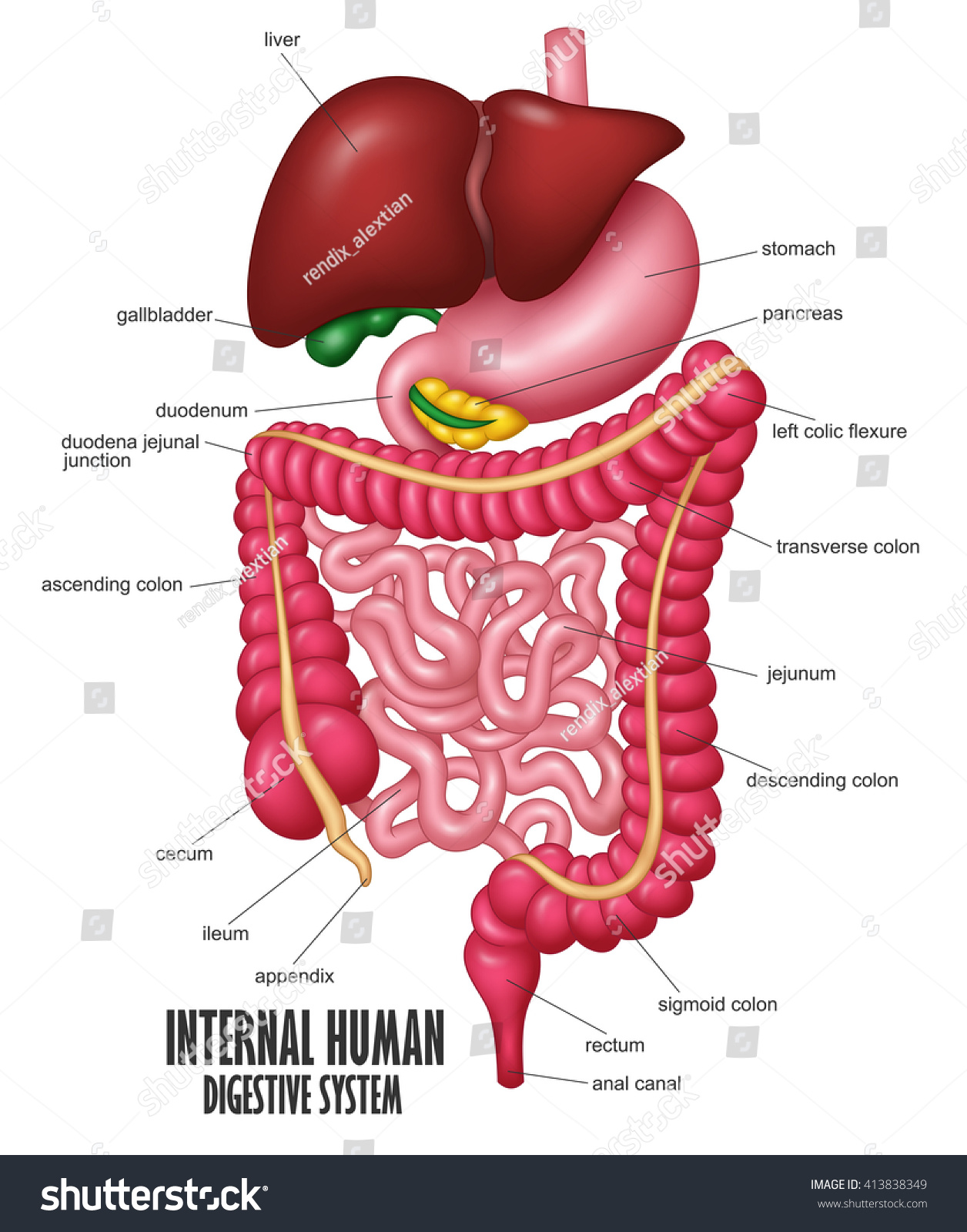 Part Internal Human Digestive System Illustration Stock Vector