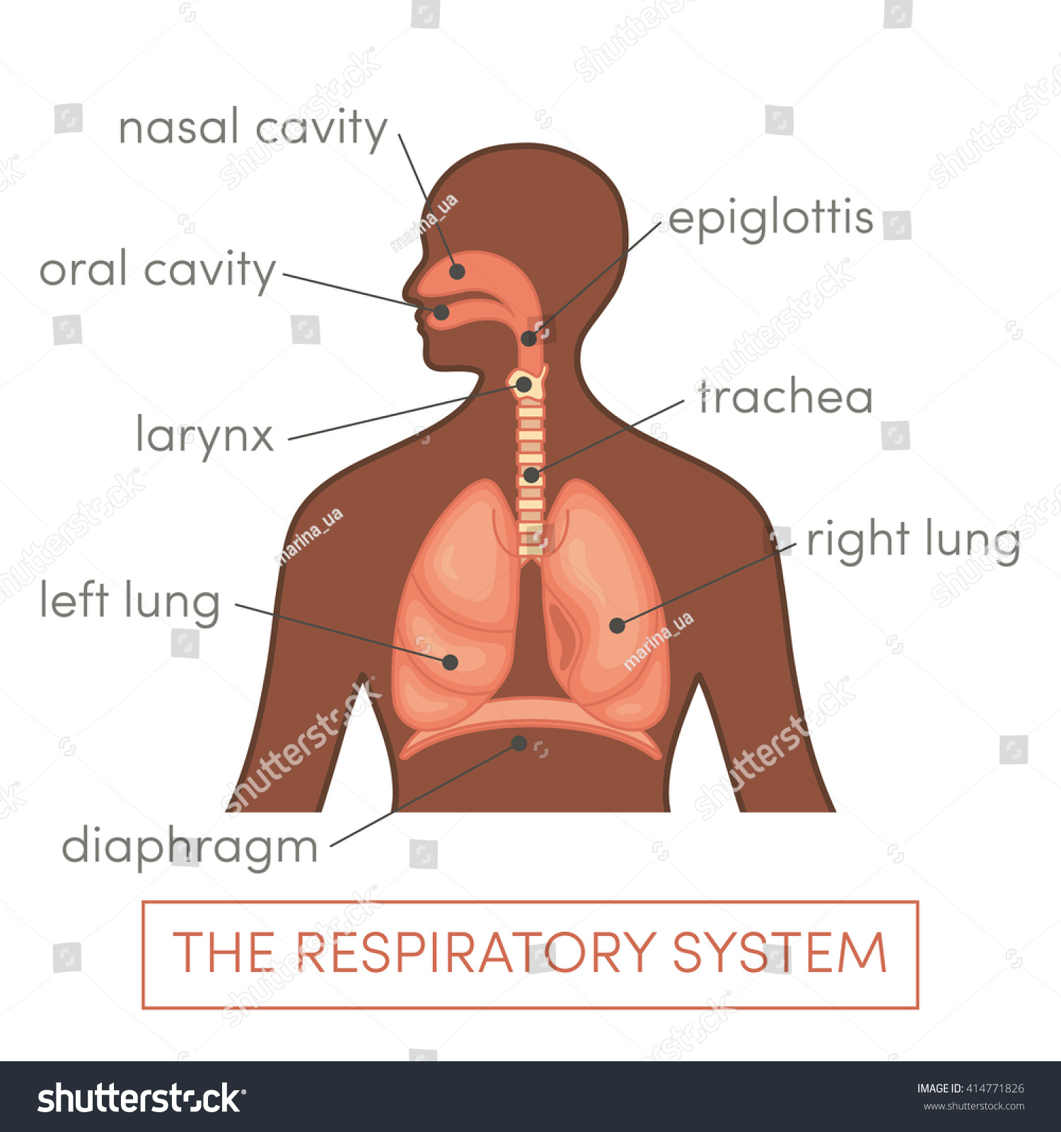 The Respiratory System Of A Human. Cartoon Vector Illustration For