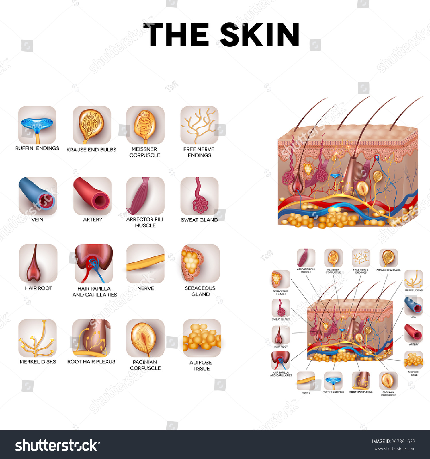 The Skin And Skin Structure Components, Detailed Illustration. Skin 