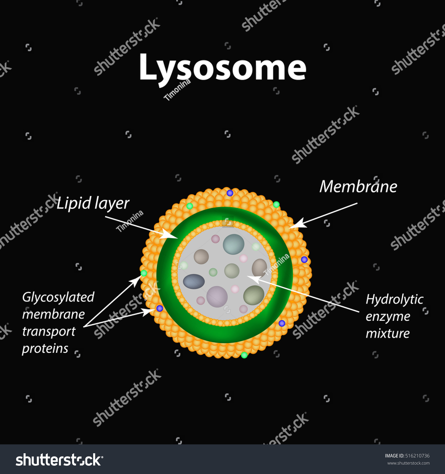 The Structure Of Lysosomes Infographics Royalty Free Vector