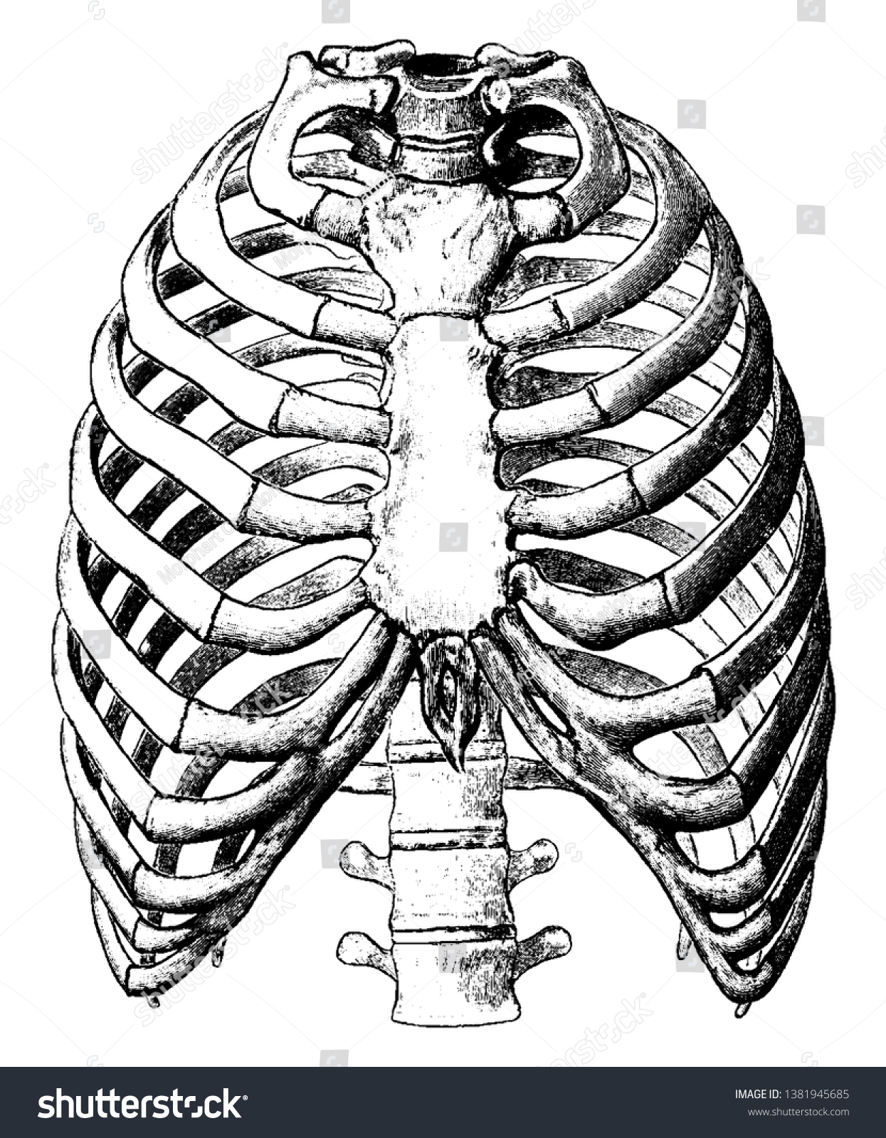 This Illustration Represents Front View Thorax Stock Vector Royalty