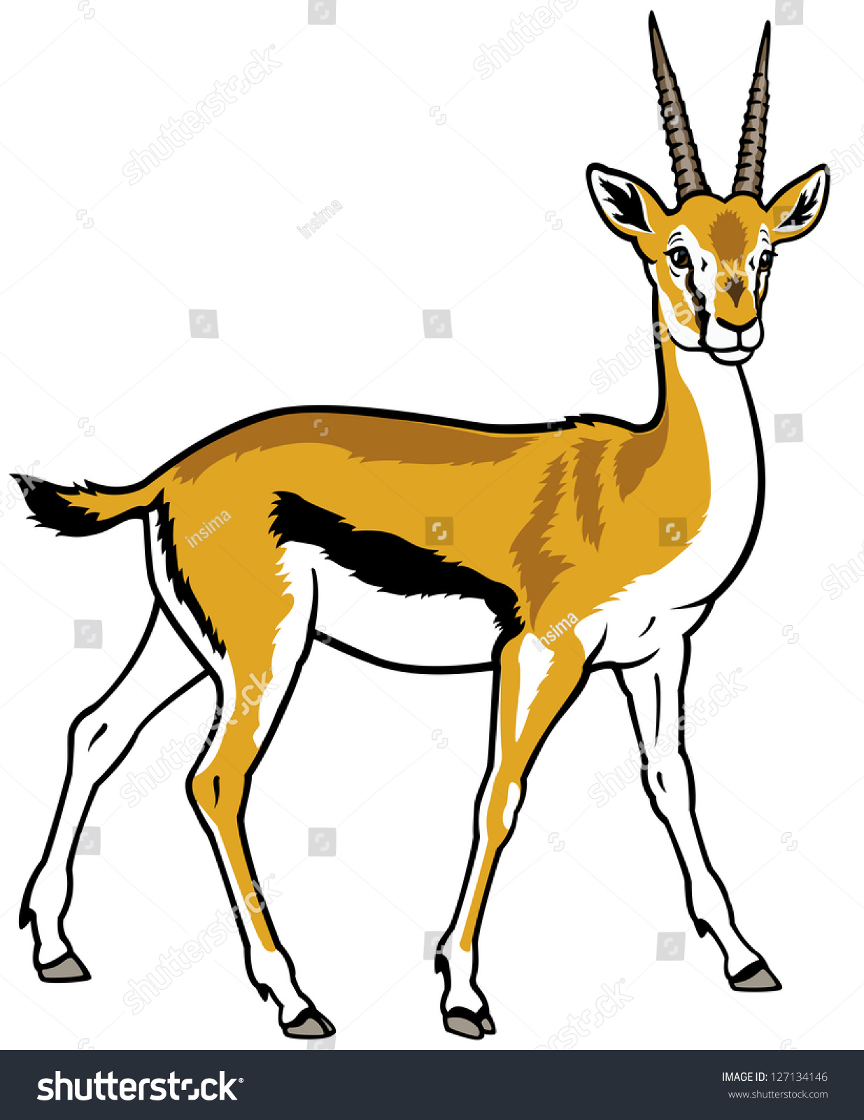 Gazelle Rouge Animal Gazelle Rouge Animal