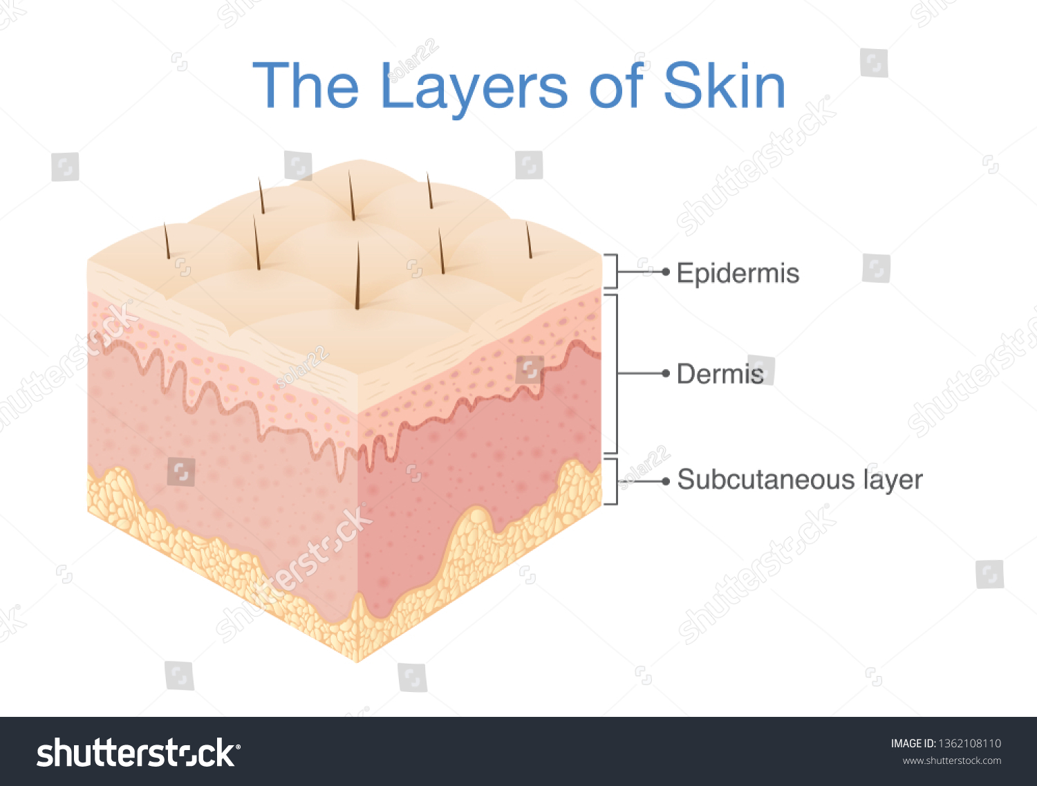 Three Main Layer Human Skin Illustration Stock Vector Royalty Free