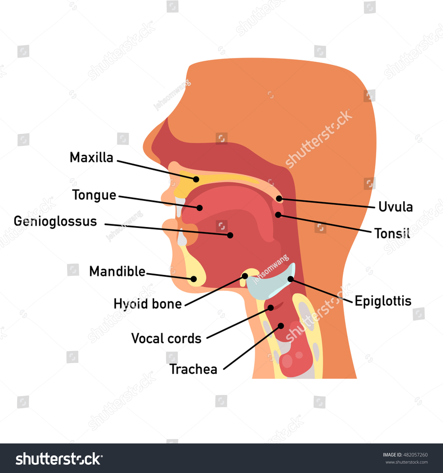 Throat Anatomyvector Illustration Stock Vector 482057260 - Shutterstock