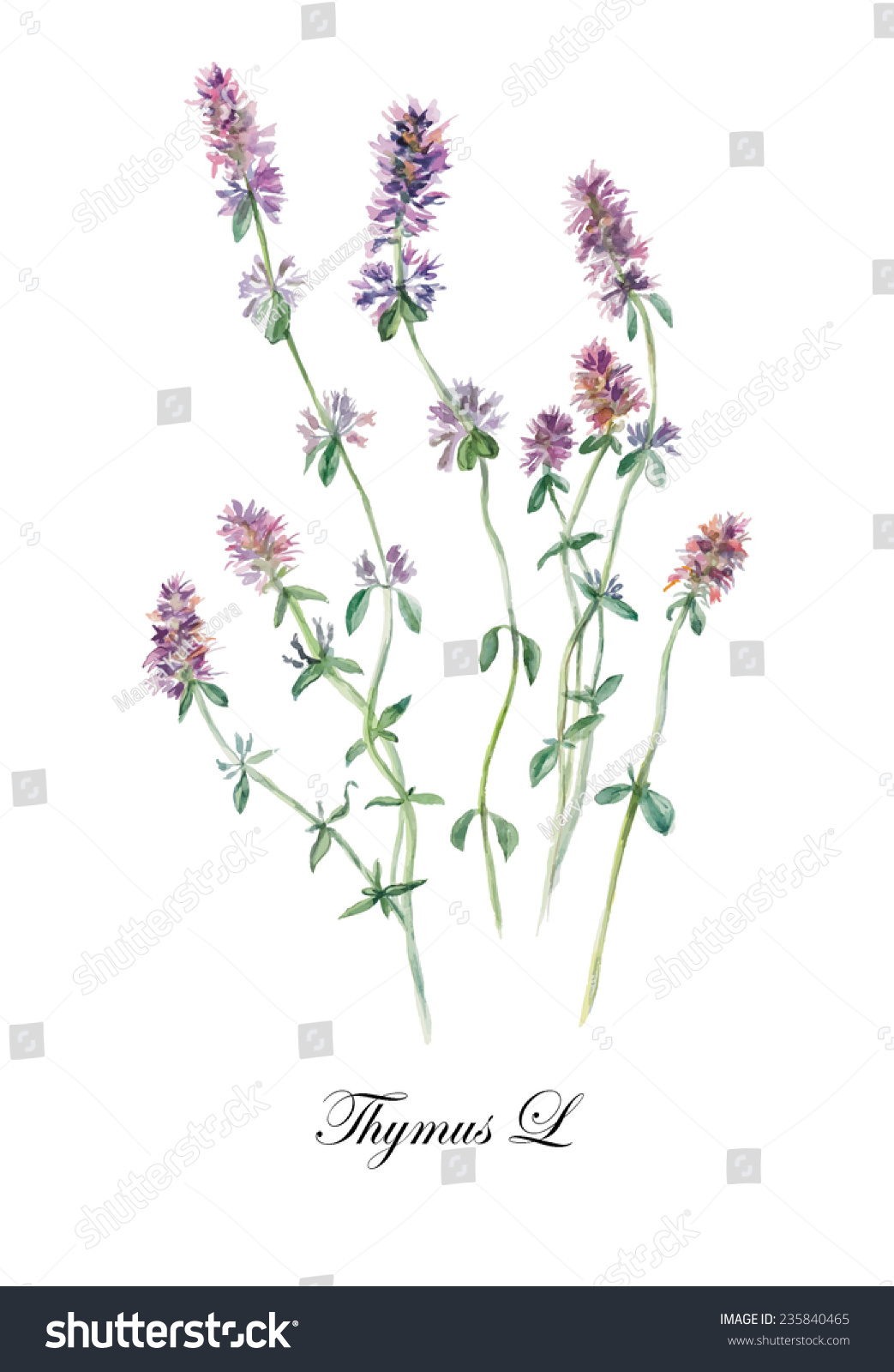 Thyme Set Watercolor Botanical Illustration Herbal Stock Illustration