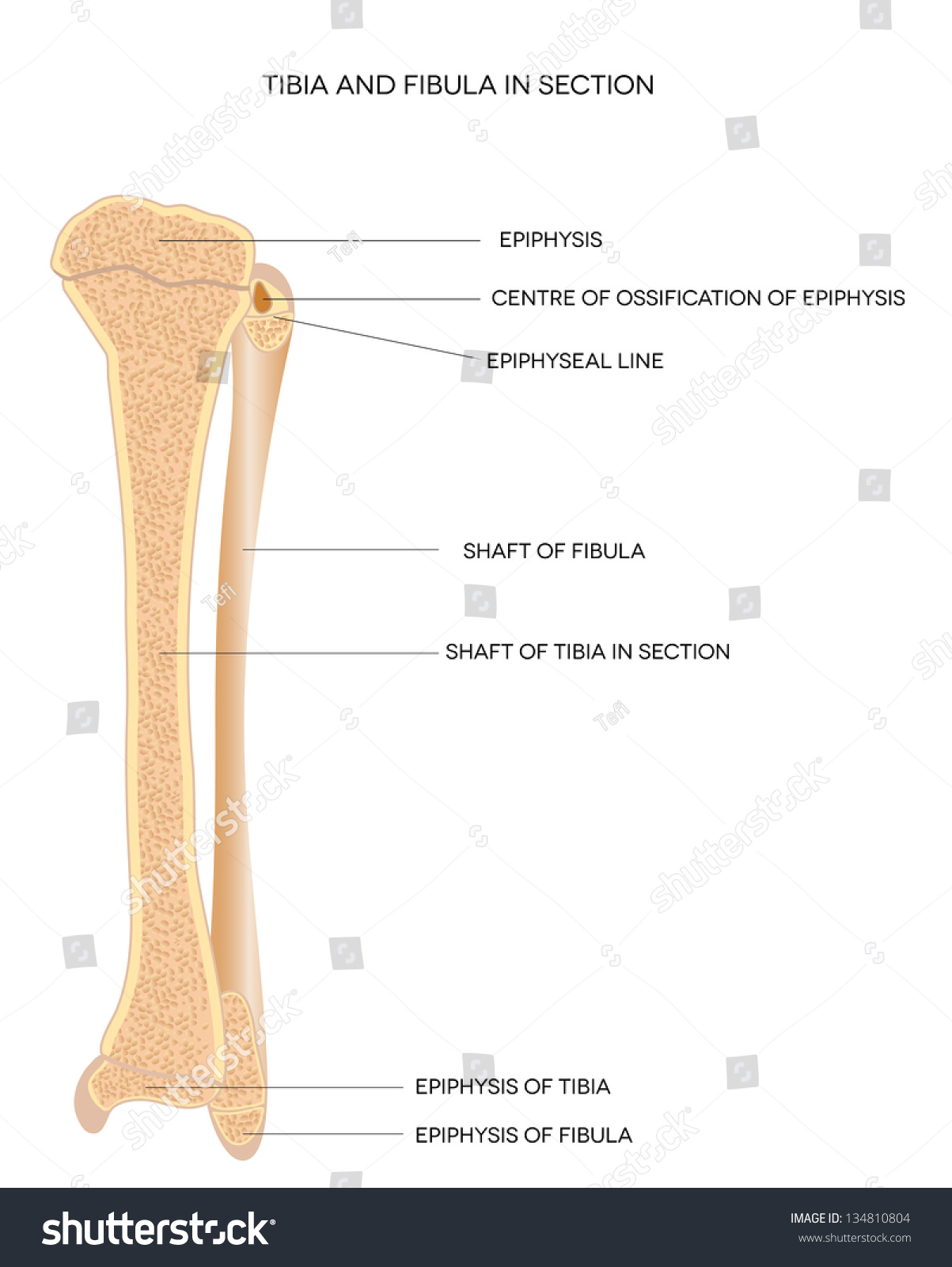 Tibia Fibula Leg Bones Detailed Illustration Stock Vector 134810804