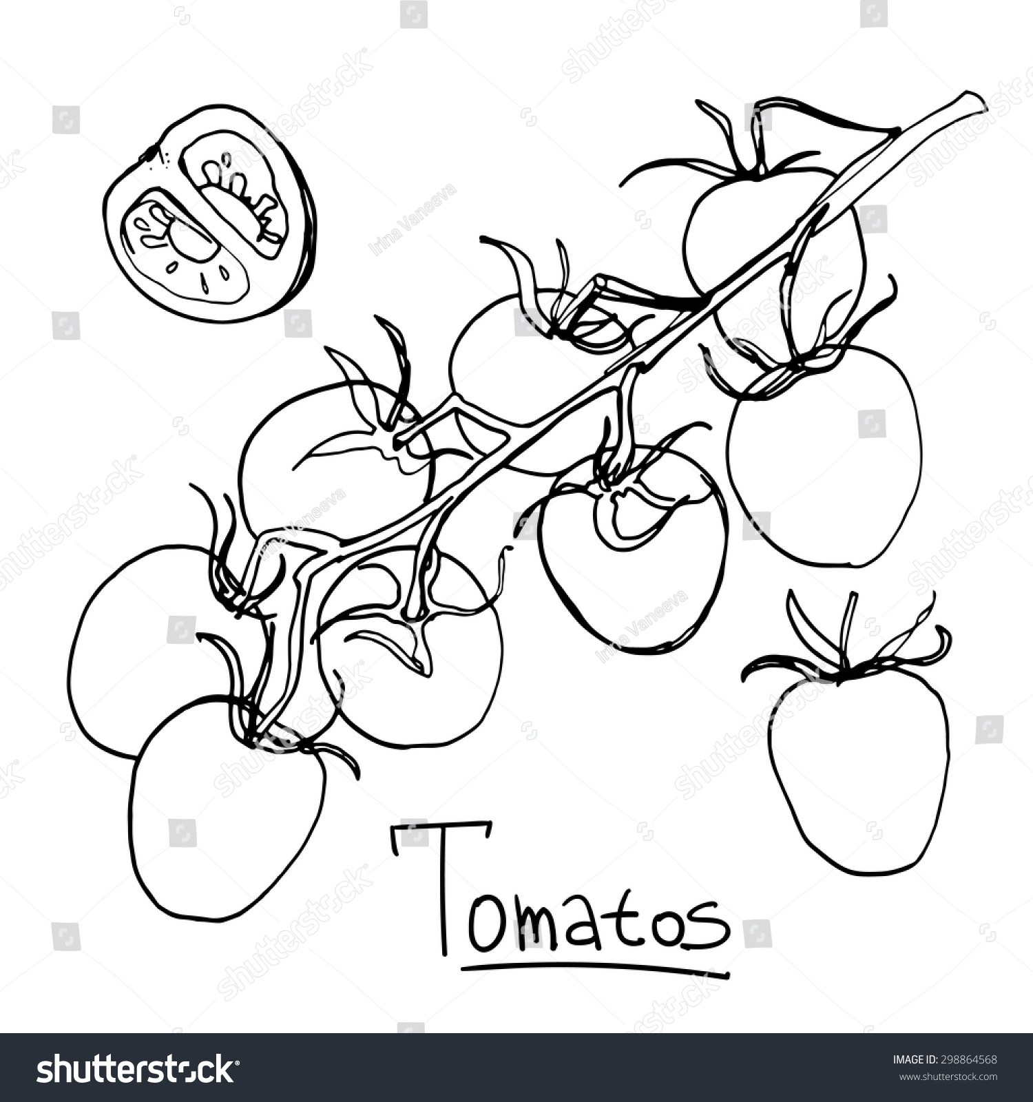 Tomatoes Line Drawn On A White Background. Vector Sketch Of The Fruit