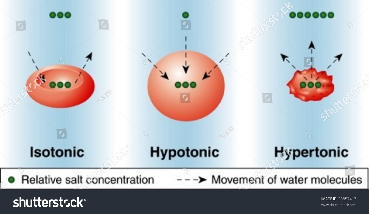 Tonicity Stock Vector Illustration 23857417 : Shutterstock