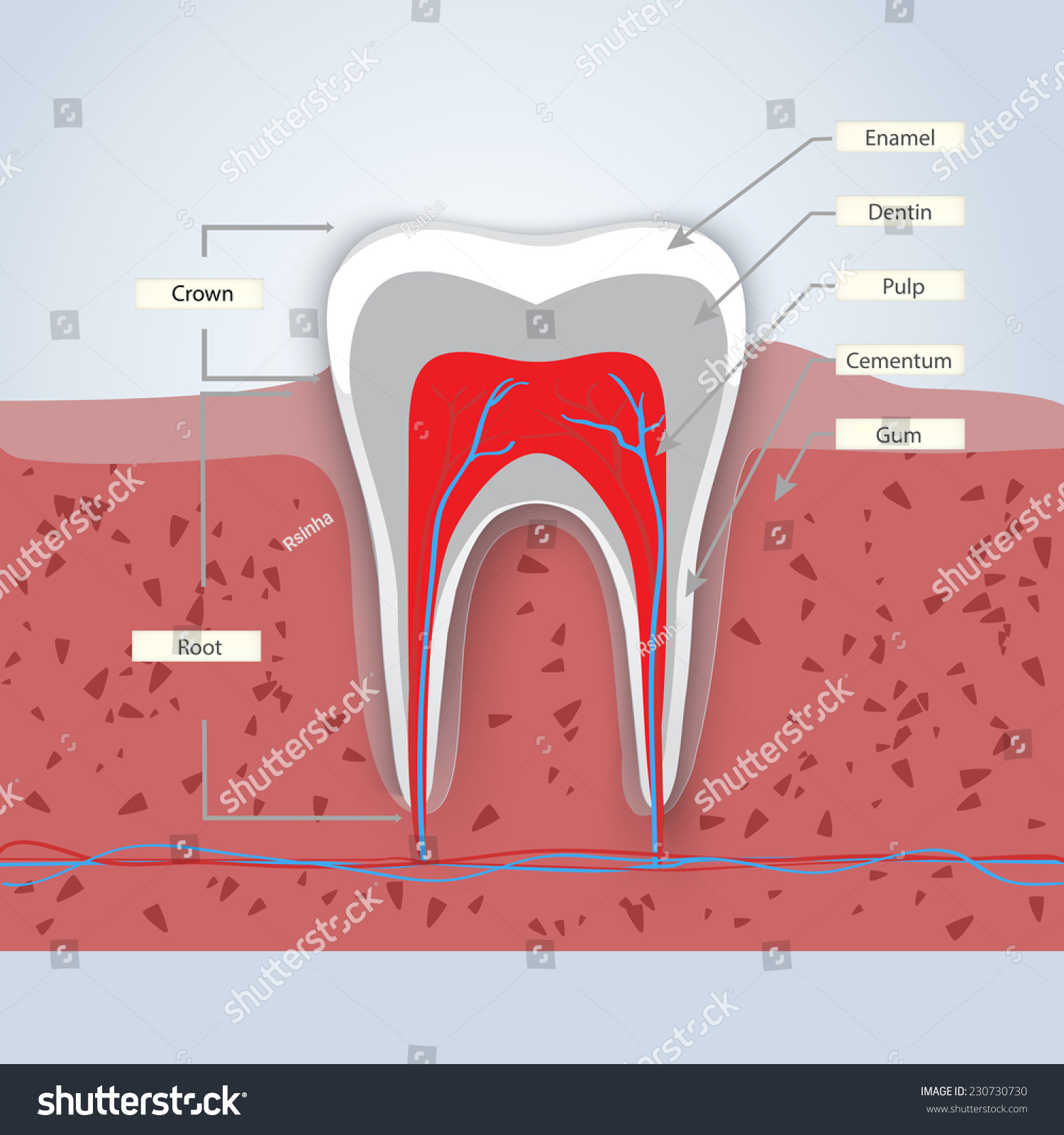 Tooth Anatomy Infographics In Detail With Enamel Dentin Pulp Gum And