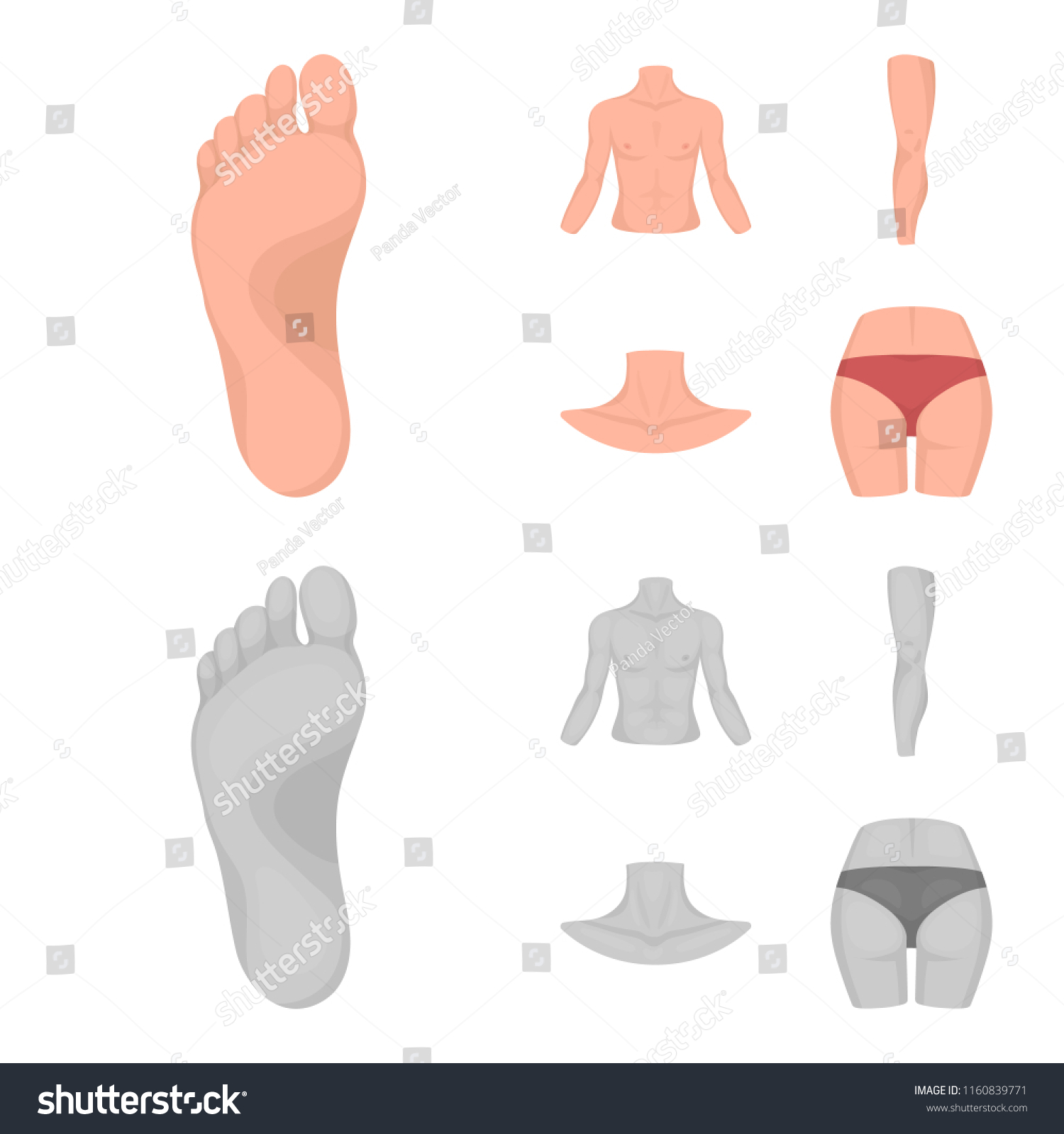 Torso Leg Neck Buttocks Body Parts Stock Vector Royalty Free Shutterstock