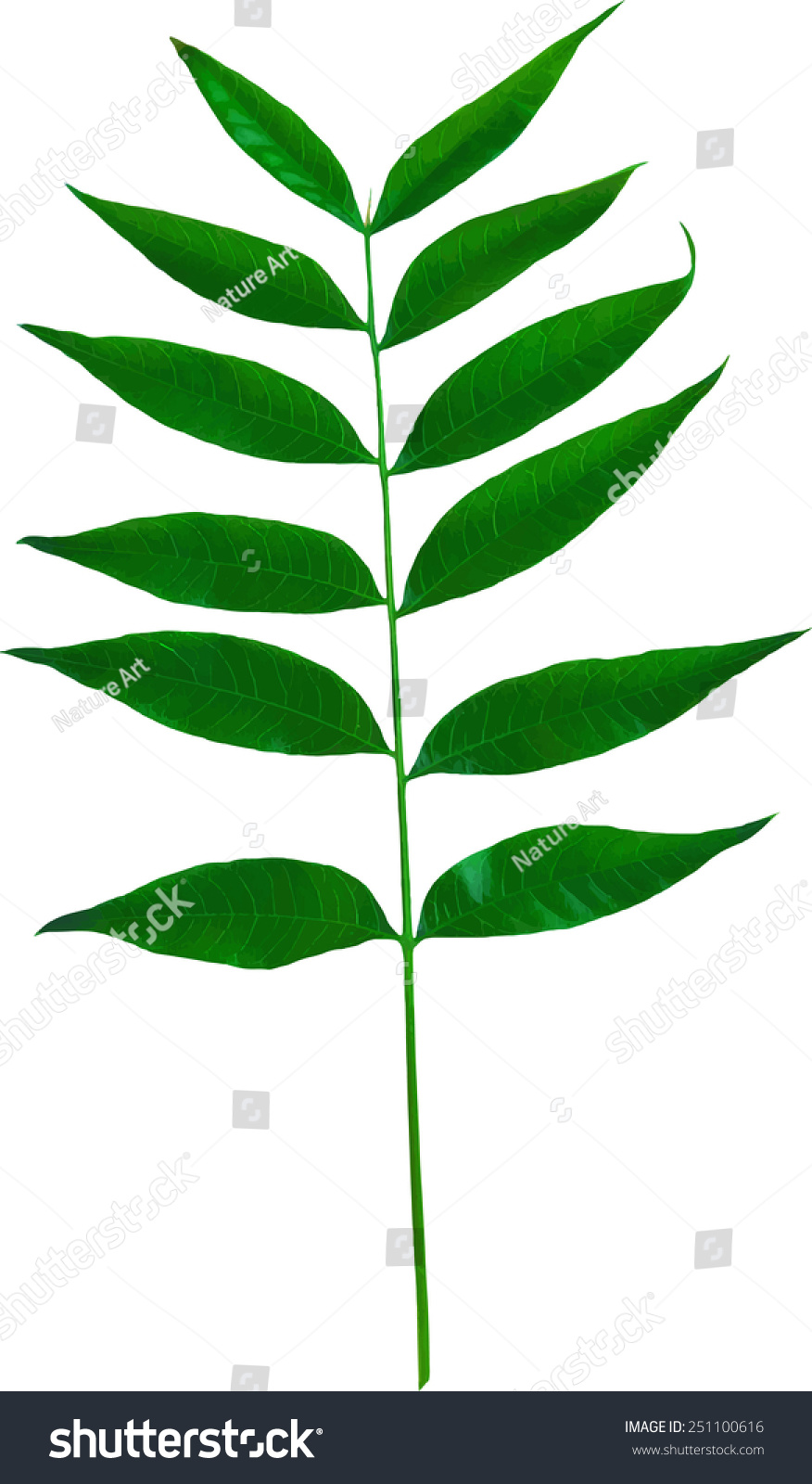 Tree Green Leaves Isolated On White Background. Vector Illustration Of