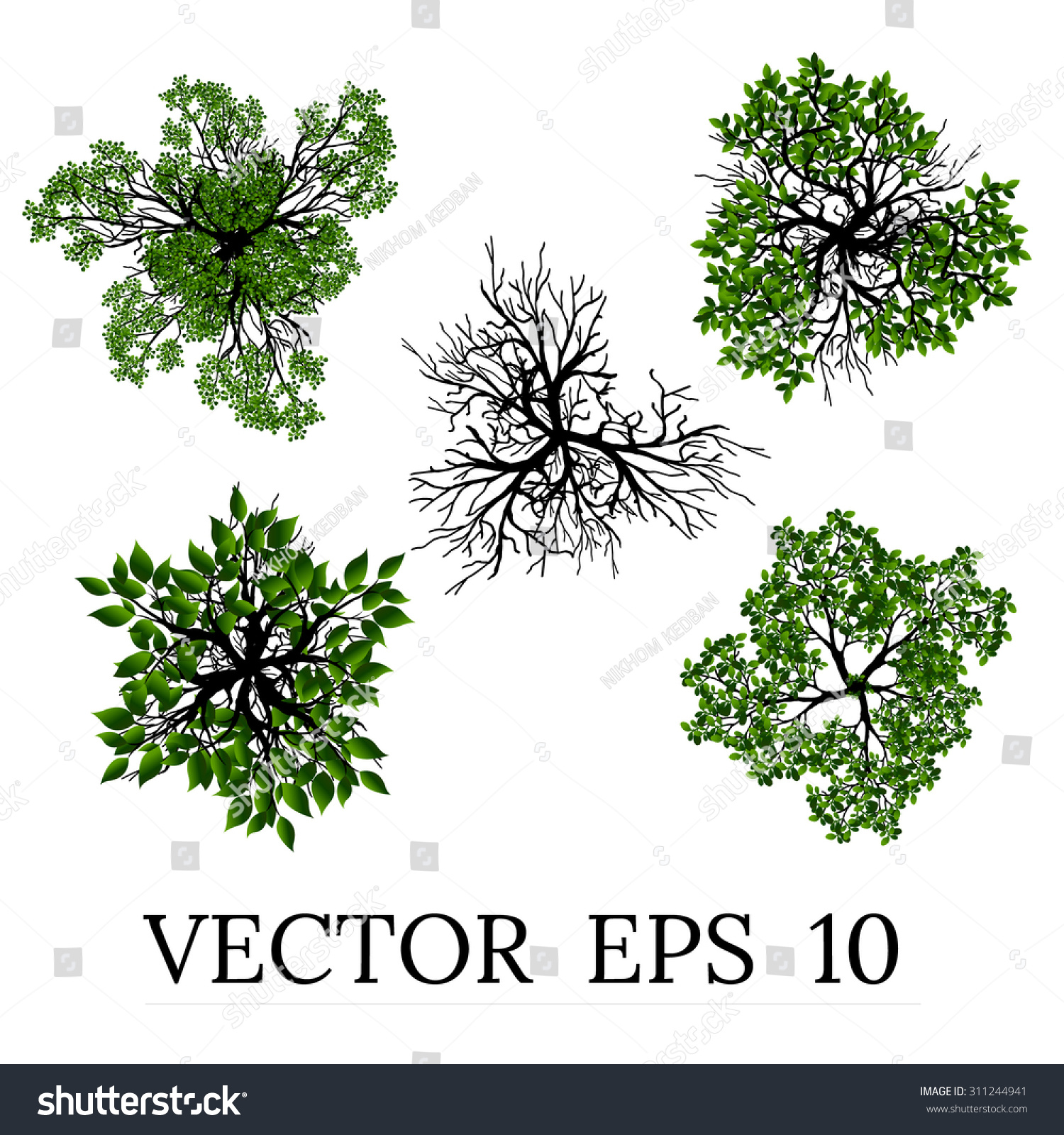 tree clipart top view - photo #20