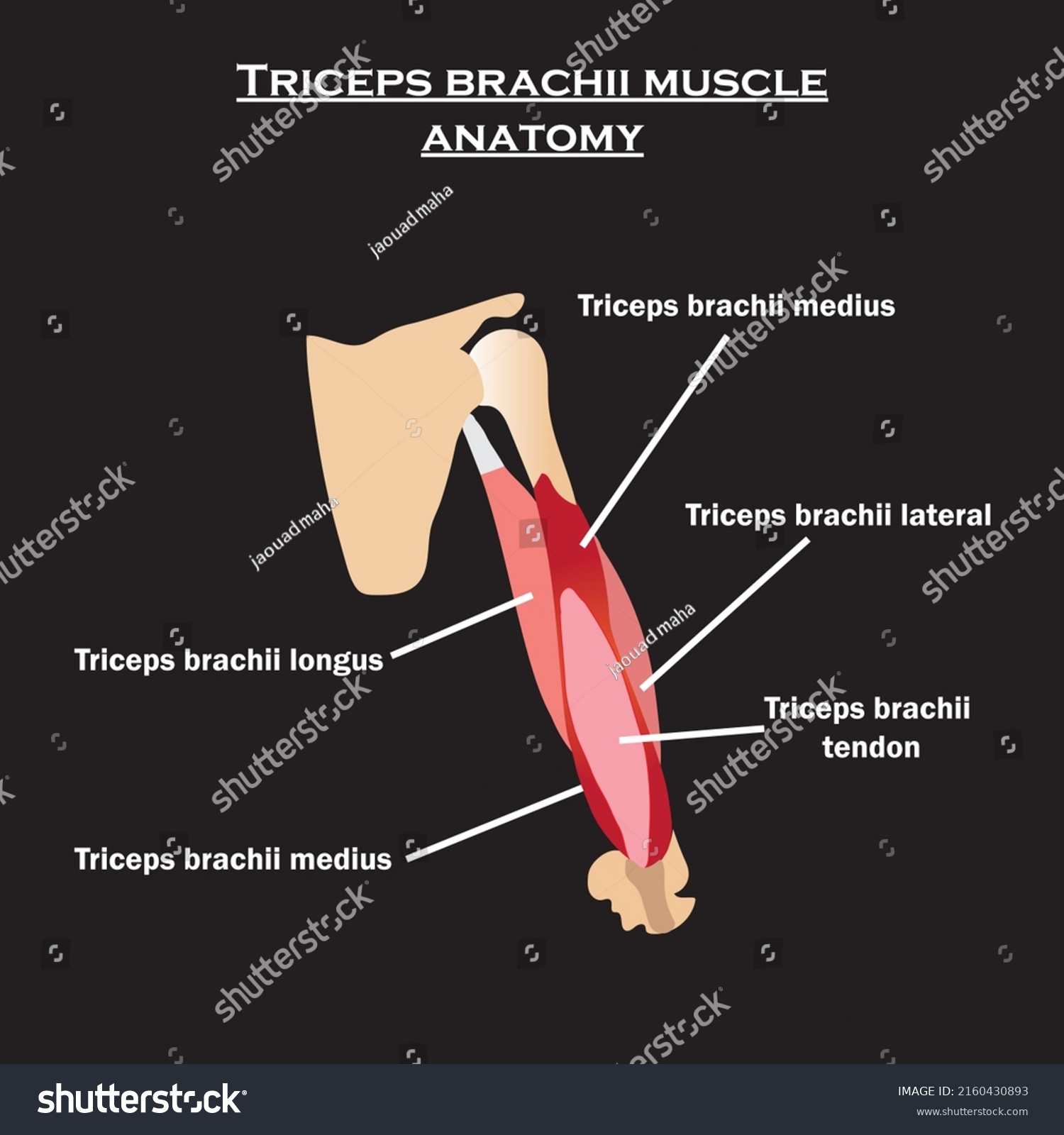 Triceps Brachii Muscle Anatomy Diagramtriceps Brachii Stockvector