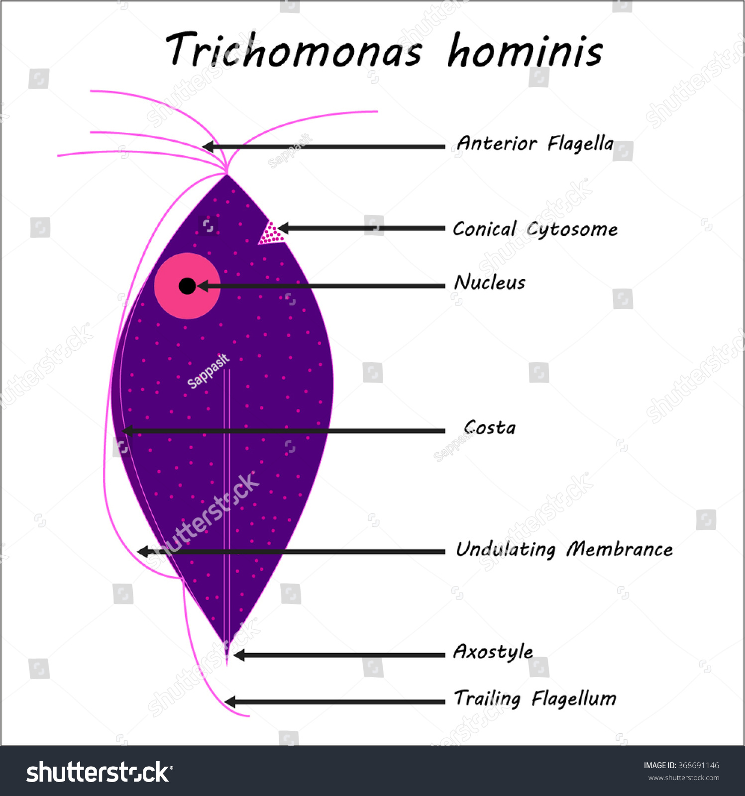 Trichomonas Hominis Parasitic Microscope Stock Vector 368691146